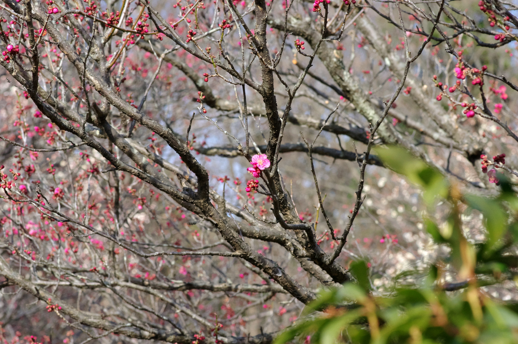 Pentax smc D-FA 100mm F2.8 Macro WR sample photo. Since then ...4-5 photography