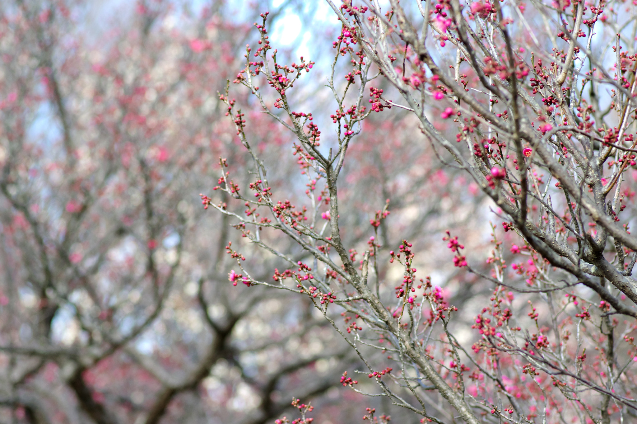 Pentax smc D-FA 100mm F2.8 Macro WR sample photo. Since then ...2-5 photography
