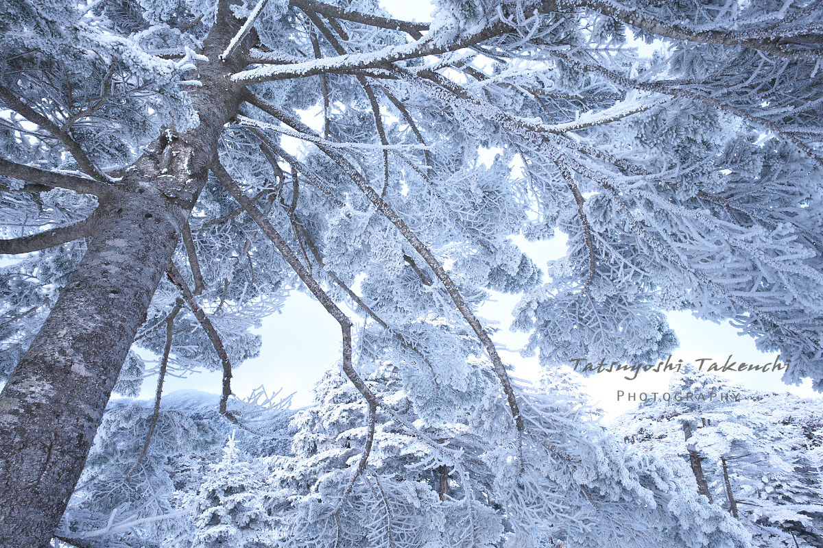 E 21mm F2.8 sample photo. Frozen photography