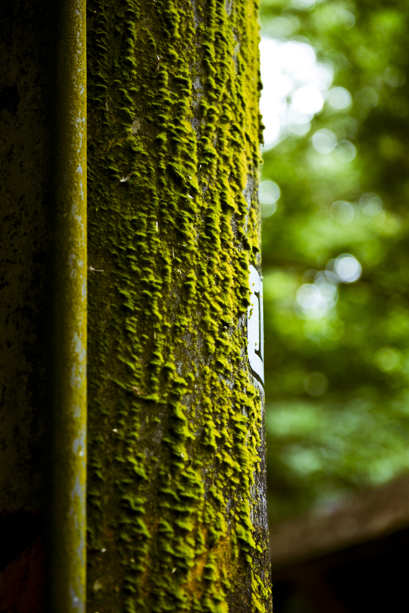 Nikon D800 + Tamron AF 18-200mm F3.5-6.3 XR Di II LD Aspherical (IF) Macro sample photo. Lichen on the pole photography