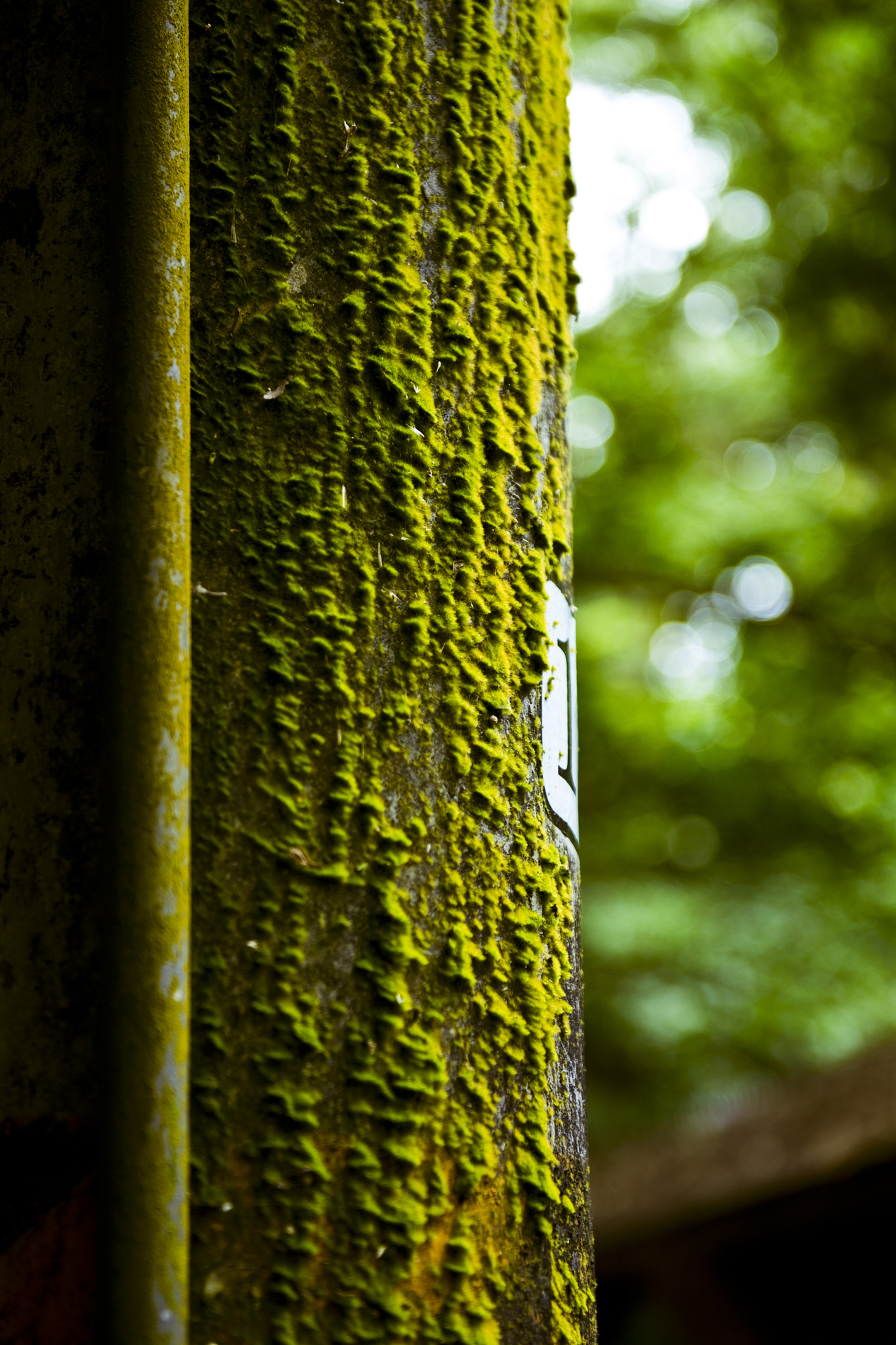 Nikon D800 sample photo. Lichen on the pole photography