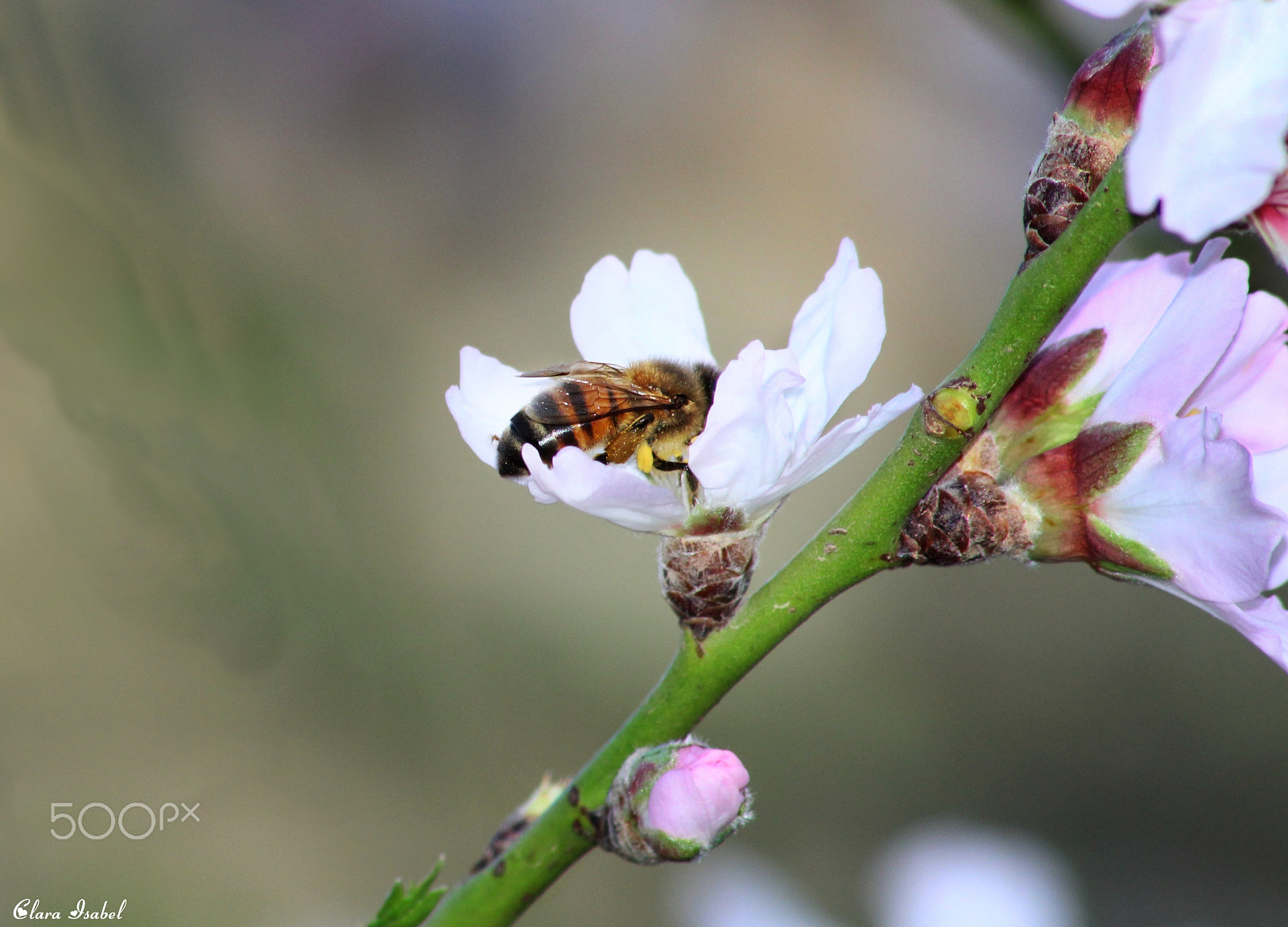 Canon EOS 1200D (EOS Rebel T5 / EOS Kiss X70 / EOS Hi) sample photo. Disparo a la vida... photography