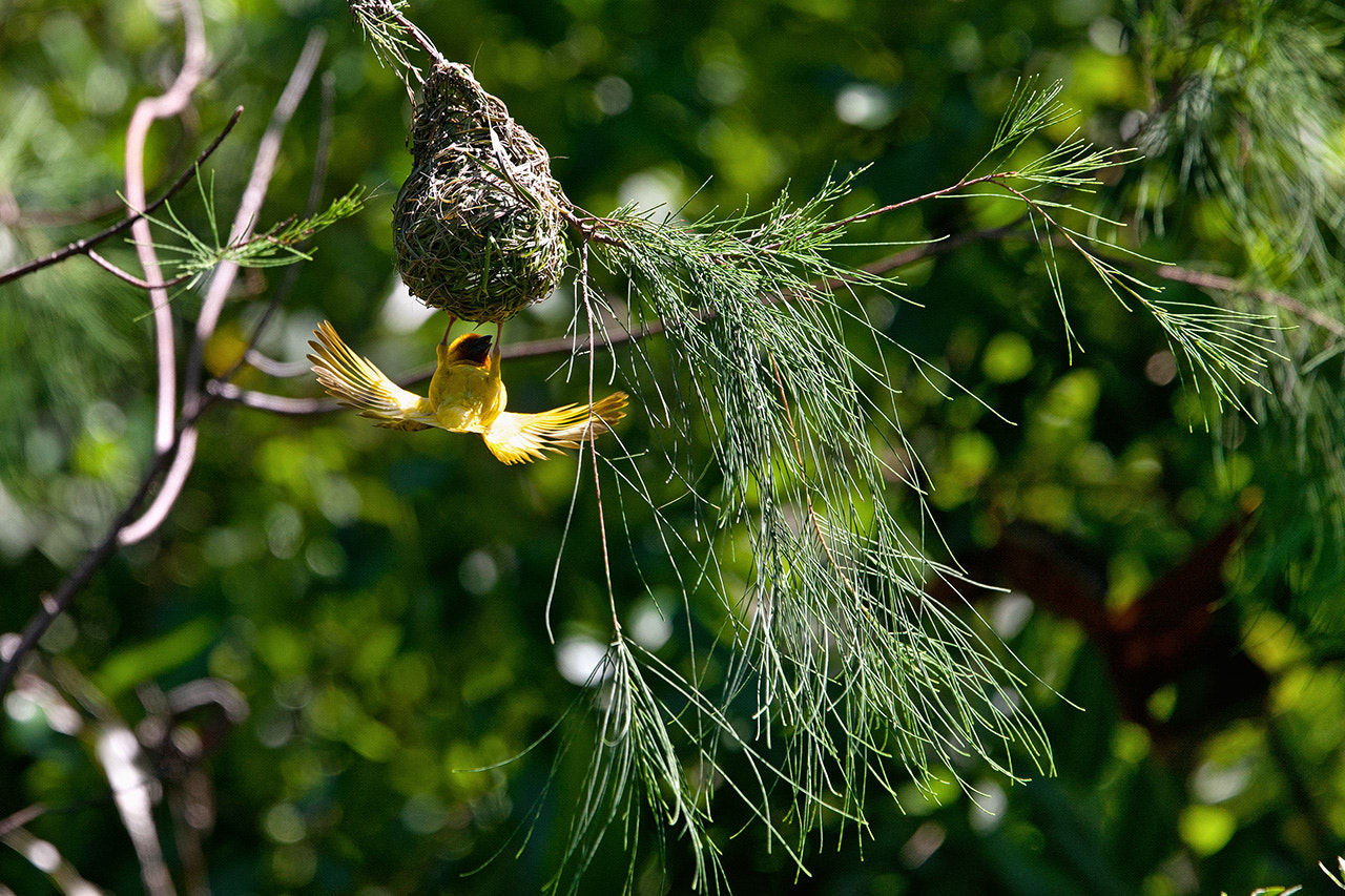 Canon EOS-1Ds Mark III + Canon EF 400mm F4.0 DO IS USM sample photo. Golden palm weaver photography