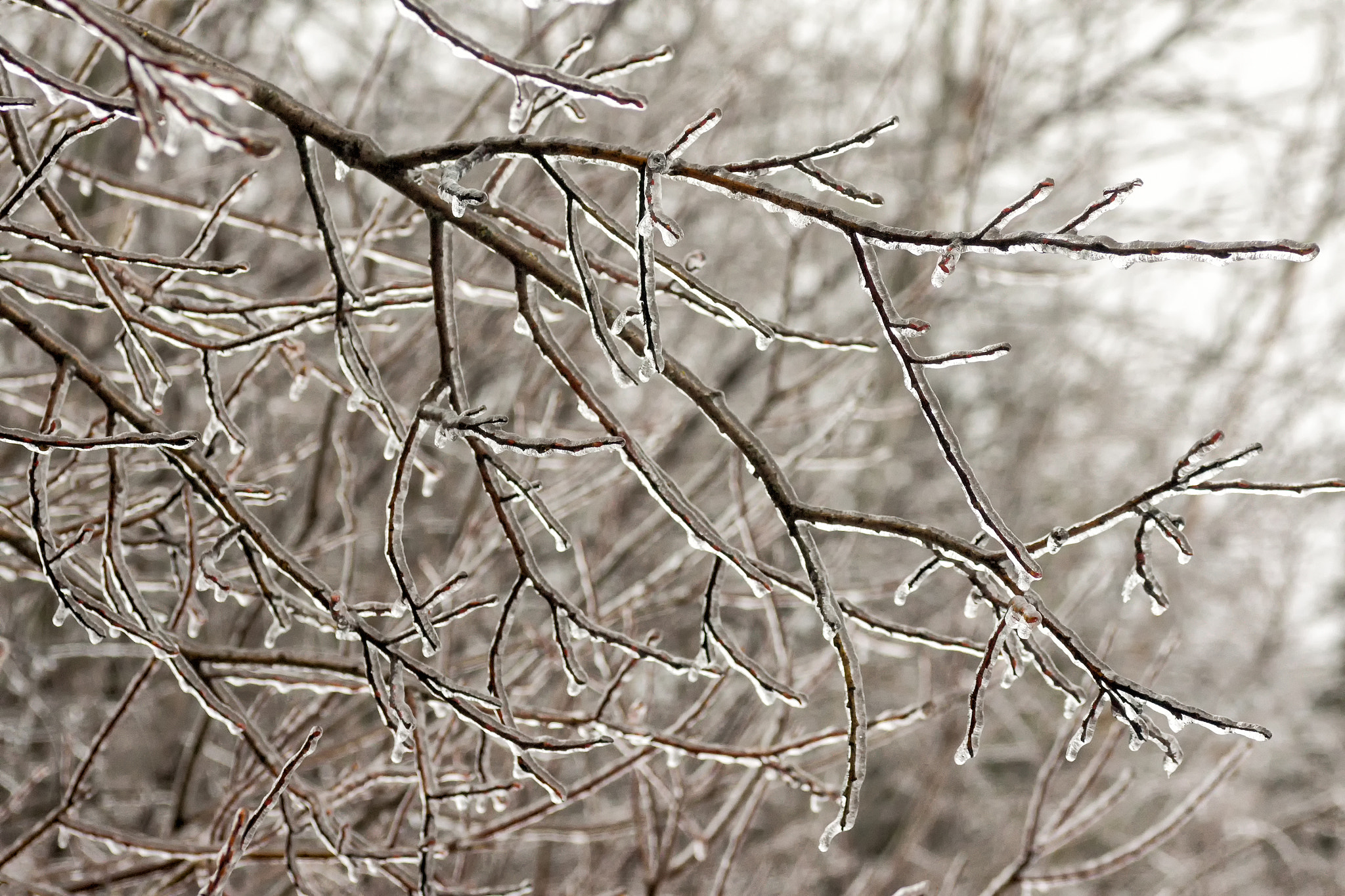 Sony Alpha NEX-7 + Tamron SP AF 90mm F2.8 Di Macro sample photo. 'an added burden ... ' photography