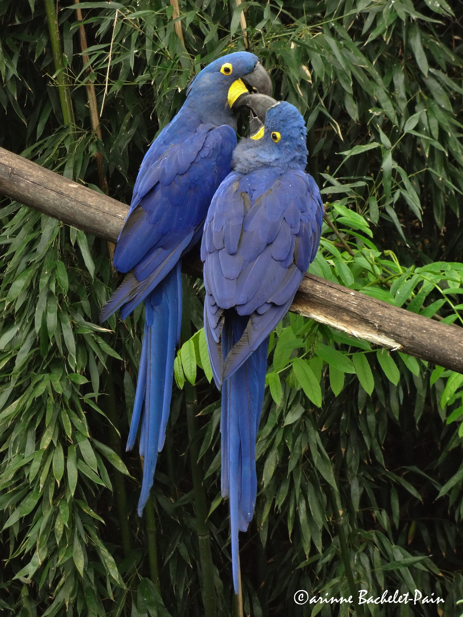 Sony DSC-WX10 sample photo. Two hyacinthe macaws exchange a kiss. photography