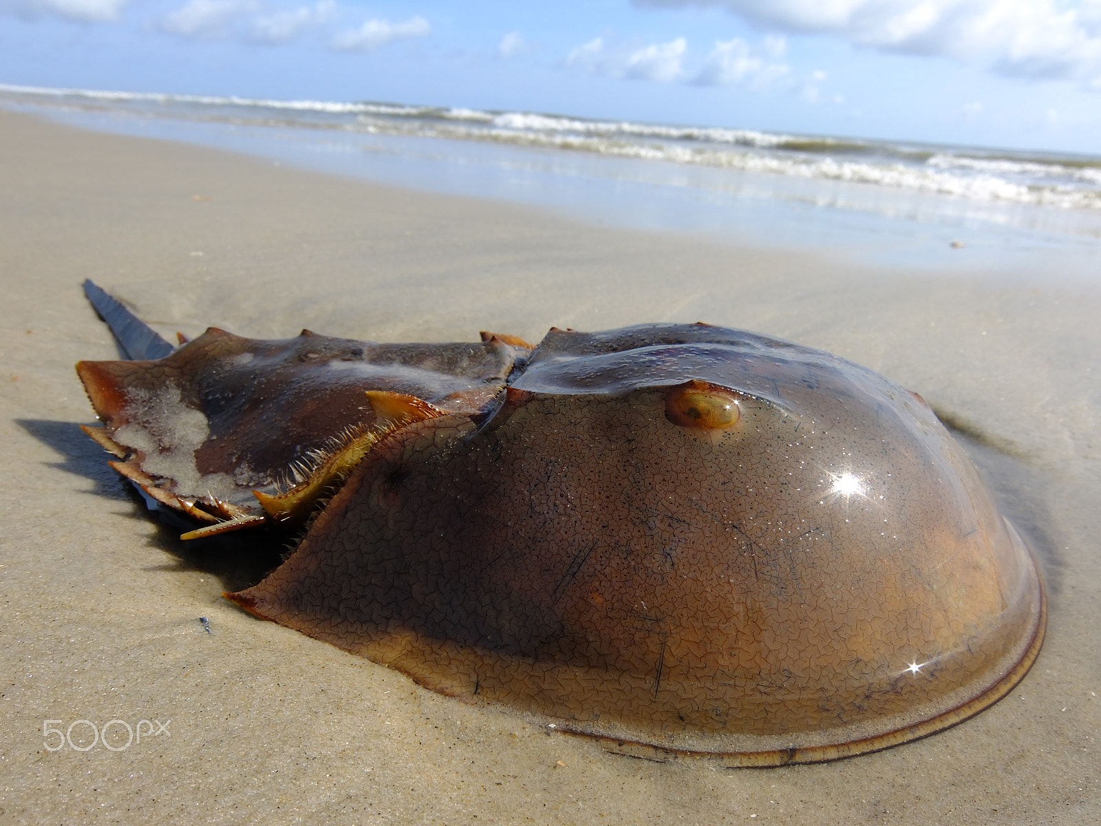 Fujifilm XF1 sample photo. Water helmet photography