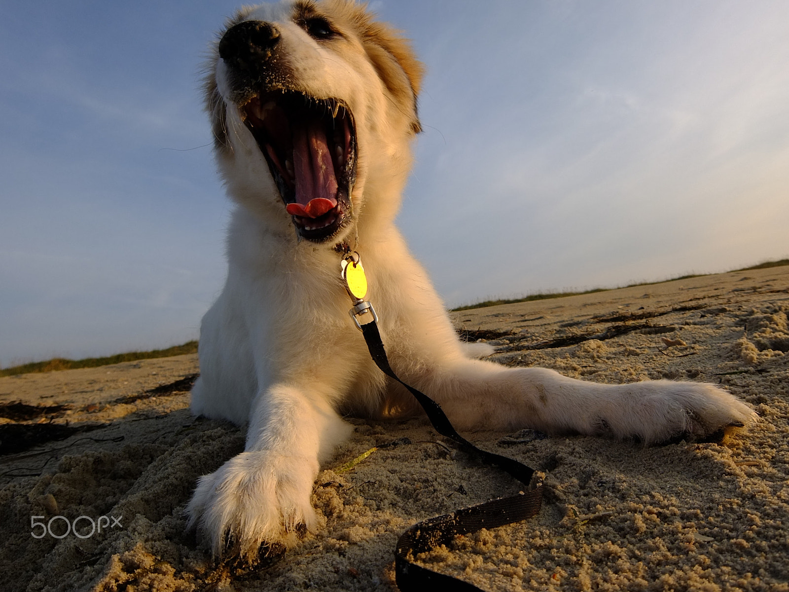 Fujifilm XF1 sample photo. Puppy beach time photography