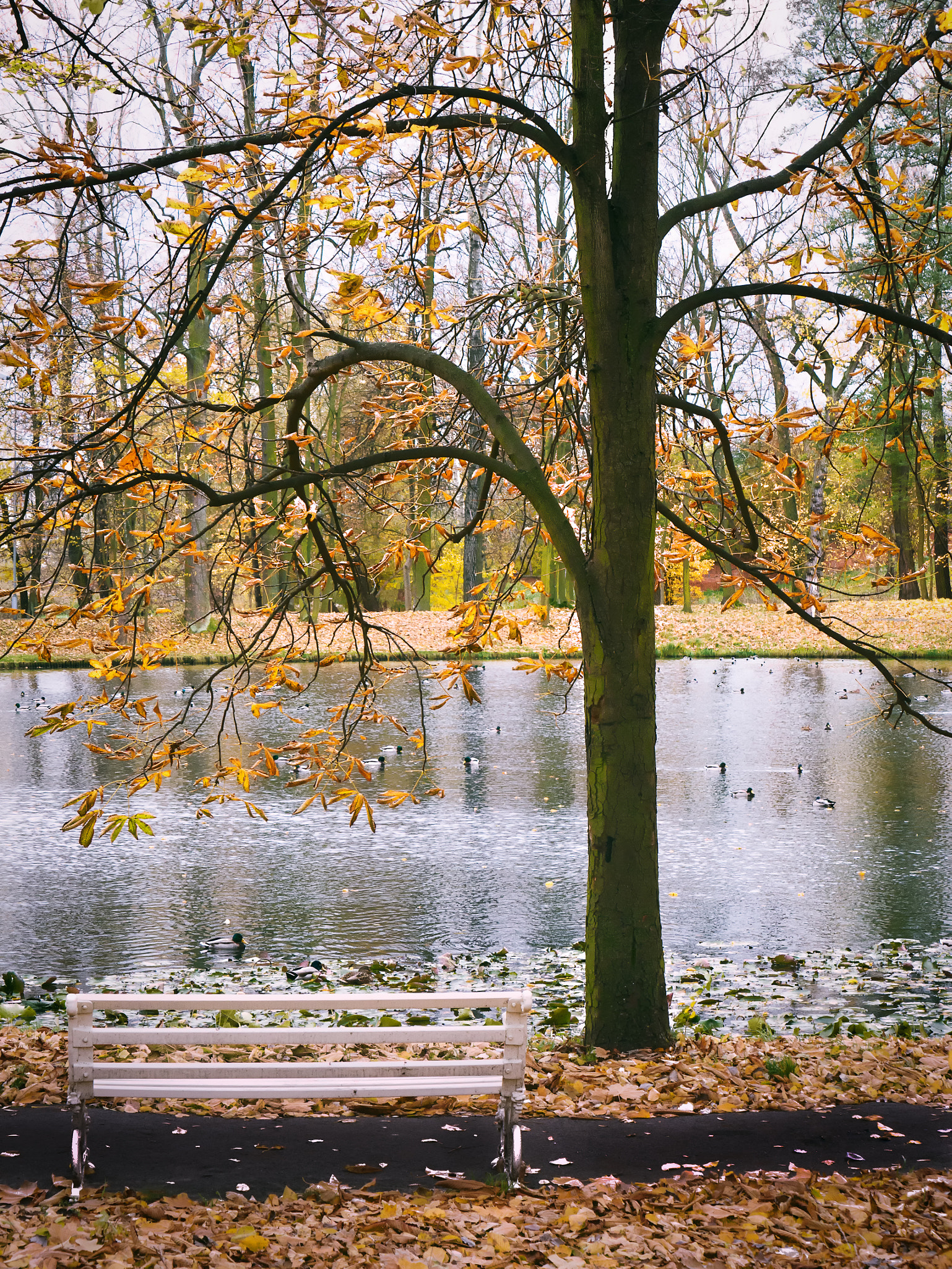 Panasonic Lumix DMC-GX7 sample photo. Another bench in the park photography