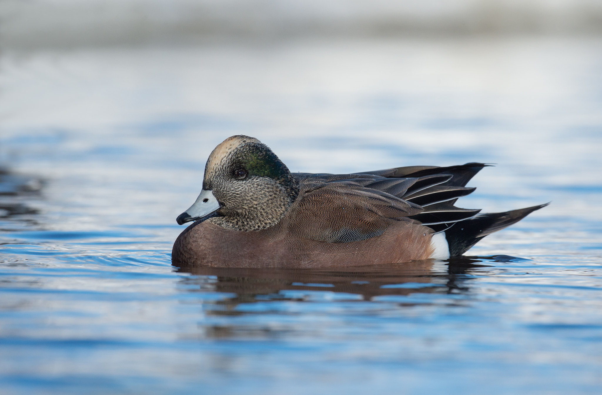 Nikon AF-S Nikkor 800mm F5.6E FL ED VR sample photo. Canard d'amerique, anas americana, american wigeon photography