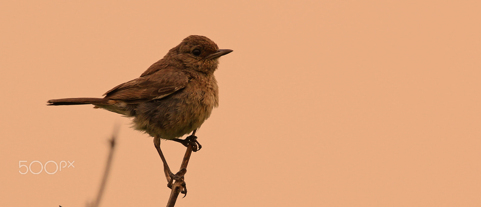 Sigma 150-600mm F5-6.3 DG OS HSM | C sample photo. Chat photography