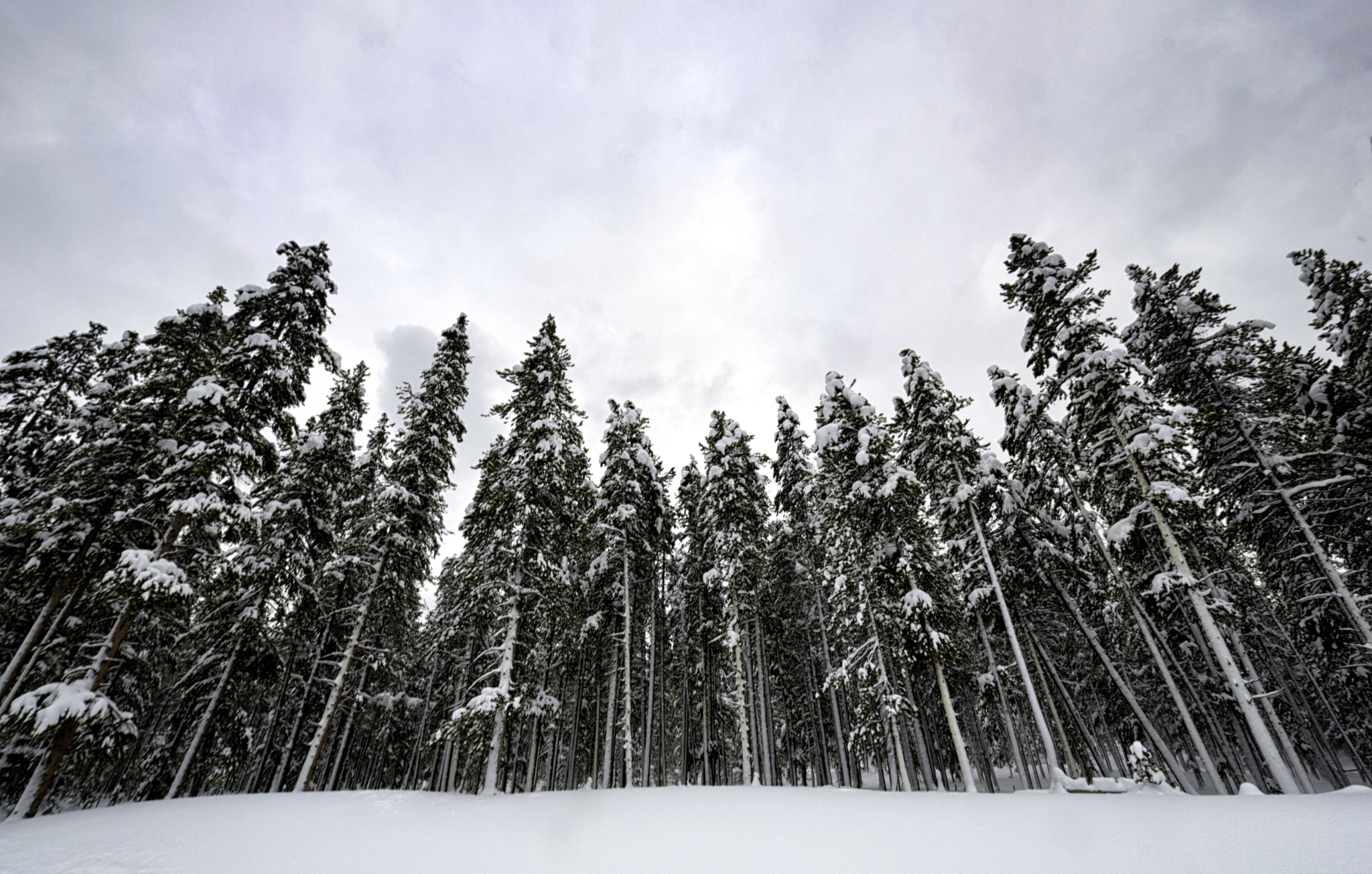 Nikon D3200 sample photo. Tall trees photography