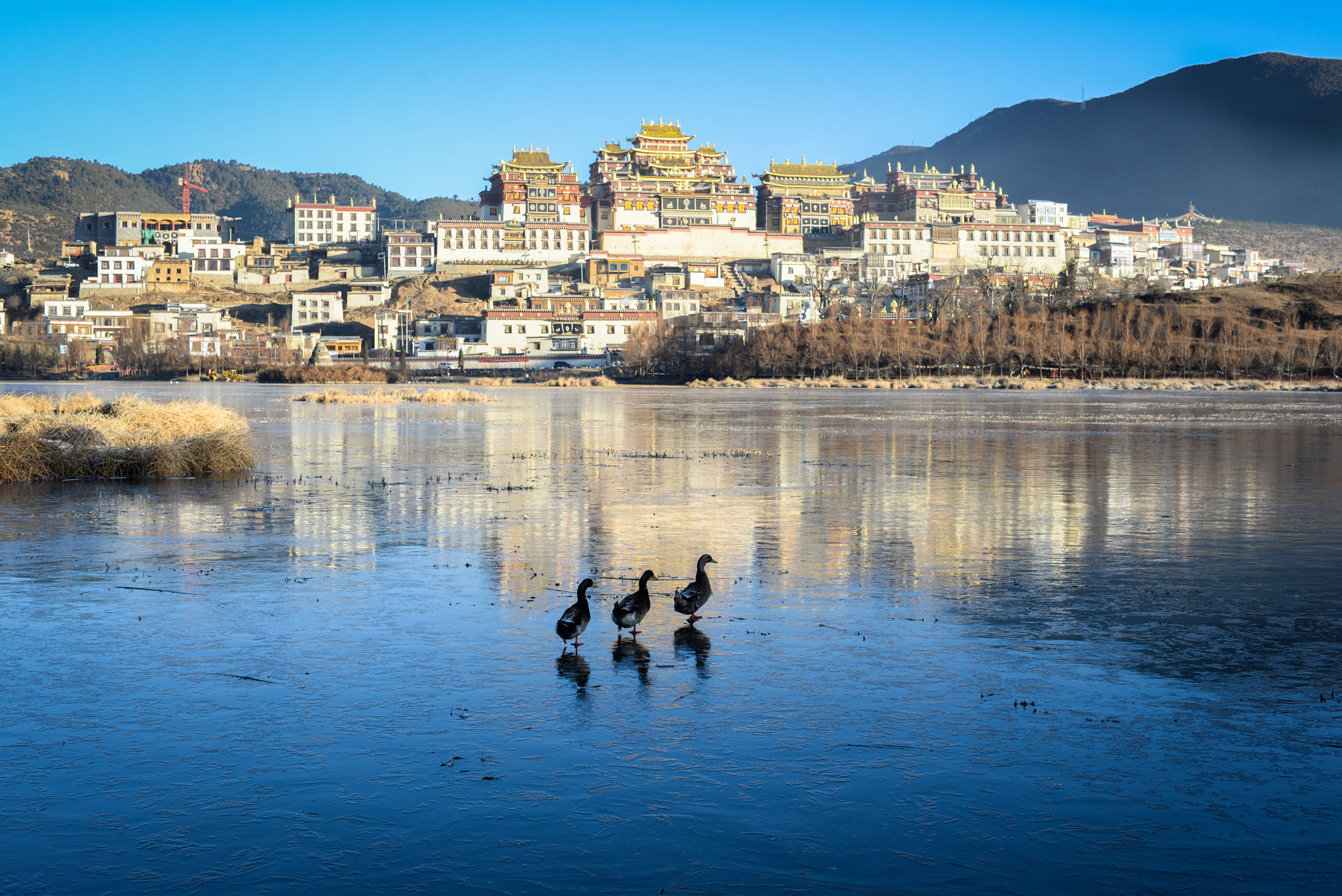 Nikon D610 sample photo. 香格里拉，松贊林寺前，冰湖上的小鴨 lovely ducks @shangri-la! photography