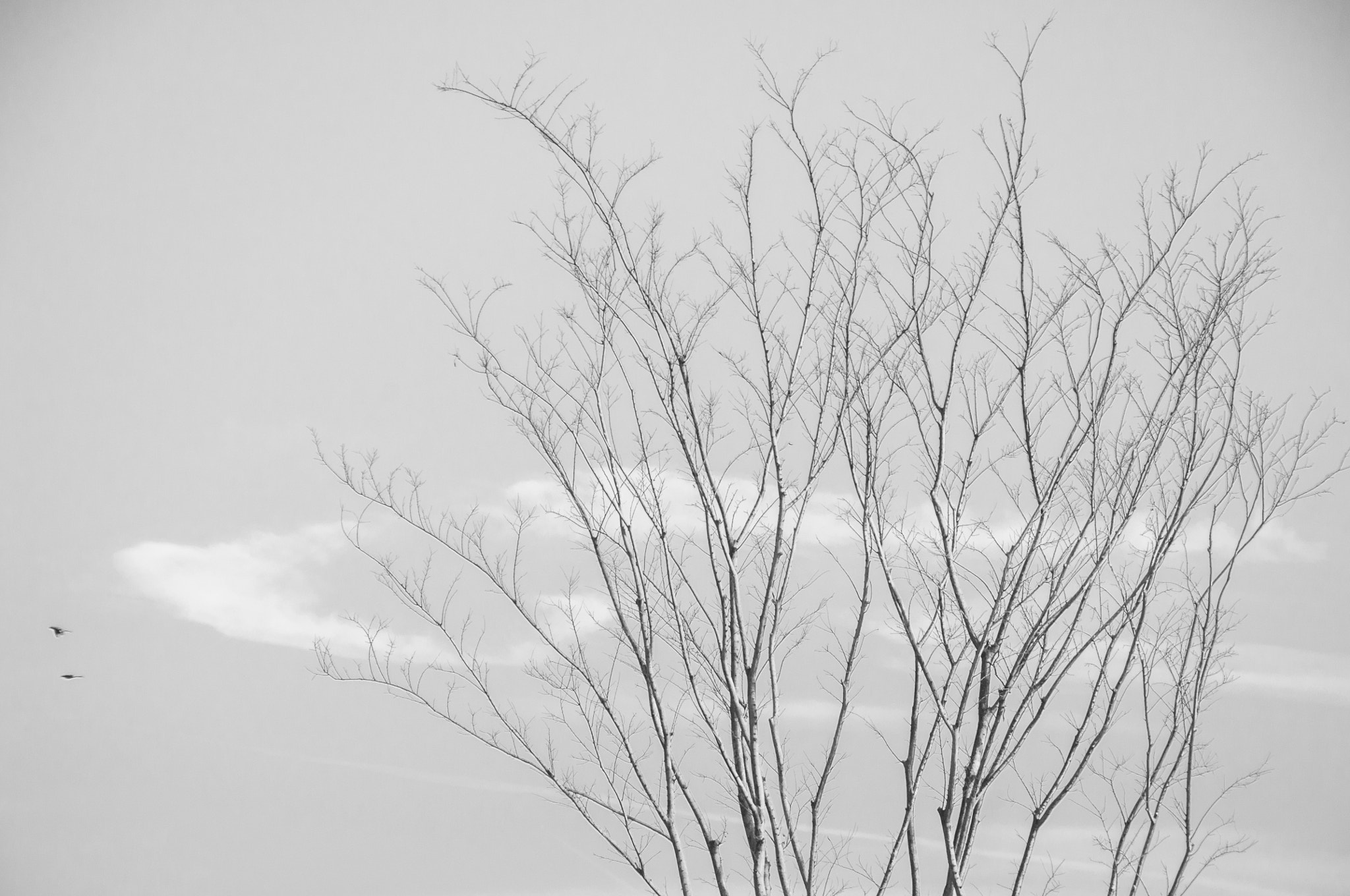 Nikon D300S sample photo