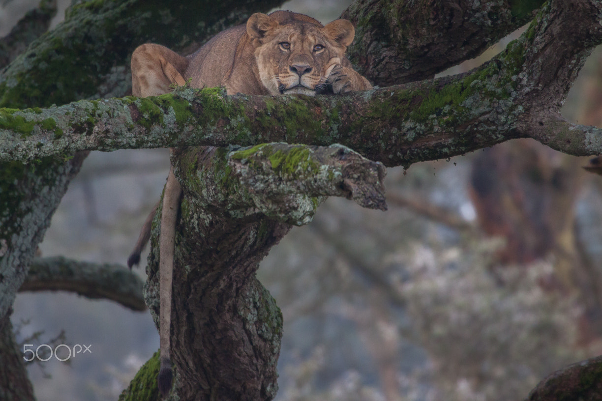 Canon EOS 50D + Canon EF 100-400mm F4.5-5.6L IS USM sample photo. Lion on the tree photography
