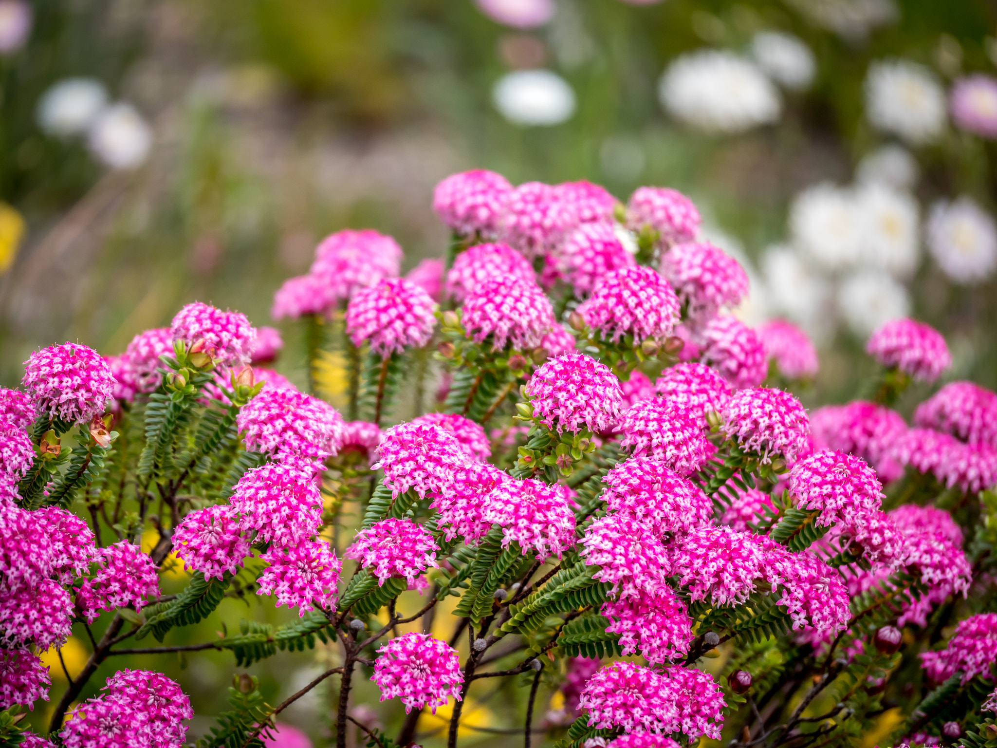 Panasonic Lumix DMC-GH4 + Panasonic Lumix G X Vario 35-100mm F2.8 OIS sample photo. Pink colour flowers in kings park, perth photography