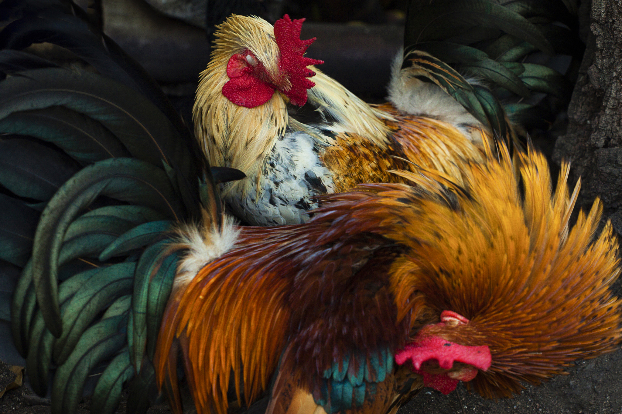 Canon EOS 50D + Canon EF 70-200mm F4L USM sample photo. Thai chicken photography
