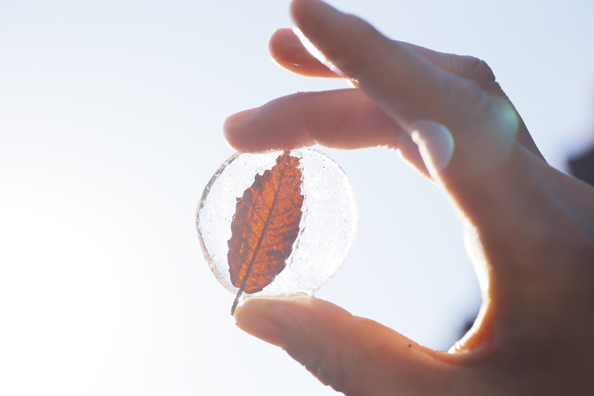 Canon EOS 6D + Canon EF 50mm F2.5 Macro sample photo. Iced leaf photography