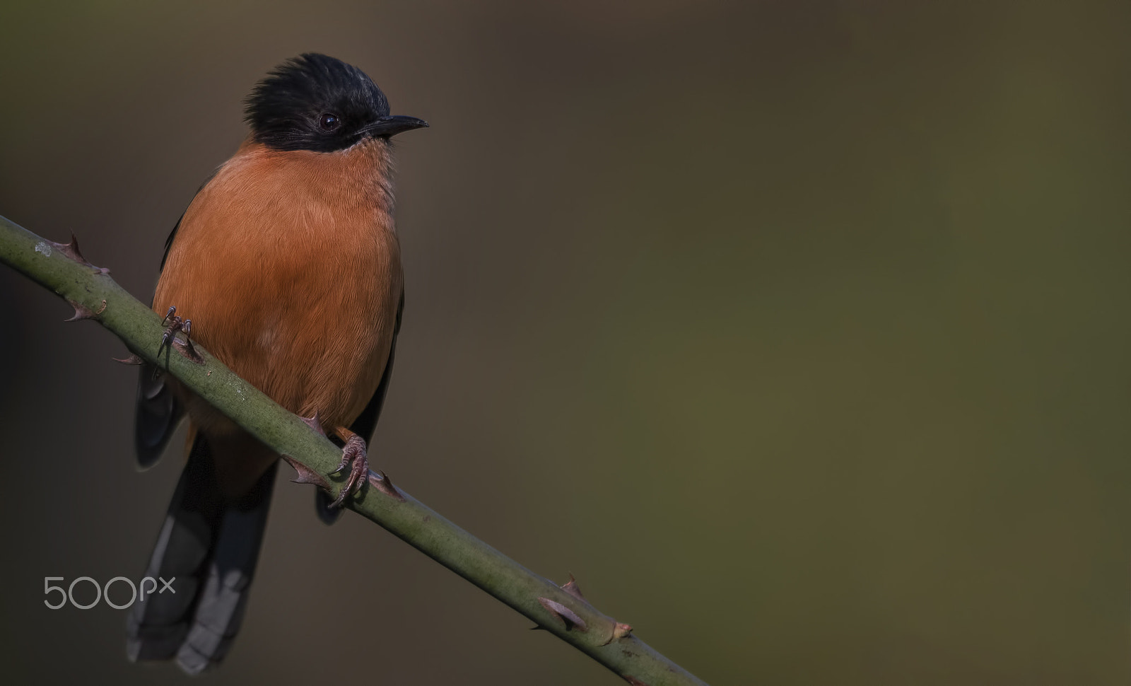 Nikon D750 + Nikon AF-S Nikkor 500mm F4G ED VR sample photo. Rufous sebia photography