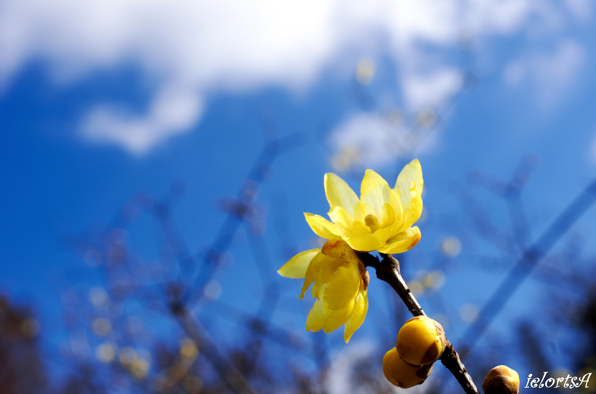 HD Pentax DA 35mm F2.8 Macro Limited sample photo. Sweet sky photography