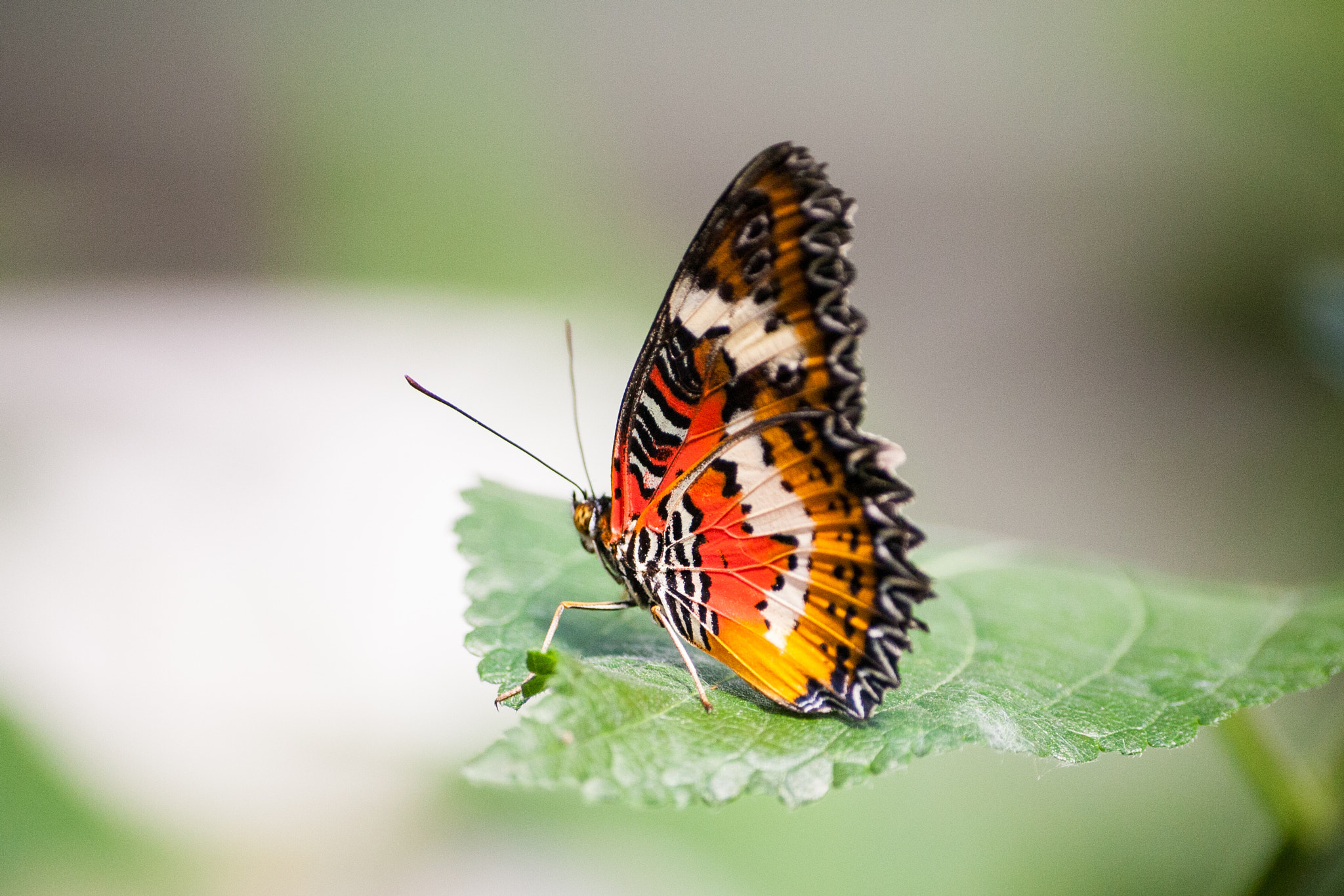 Sigma 70-300mm F4-5.6 APO DG Macro sample photo. Papillon sur une feuille photography