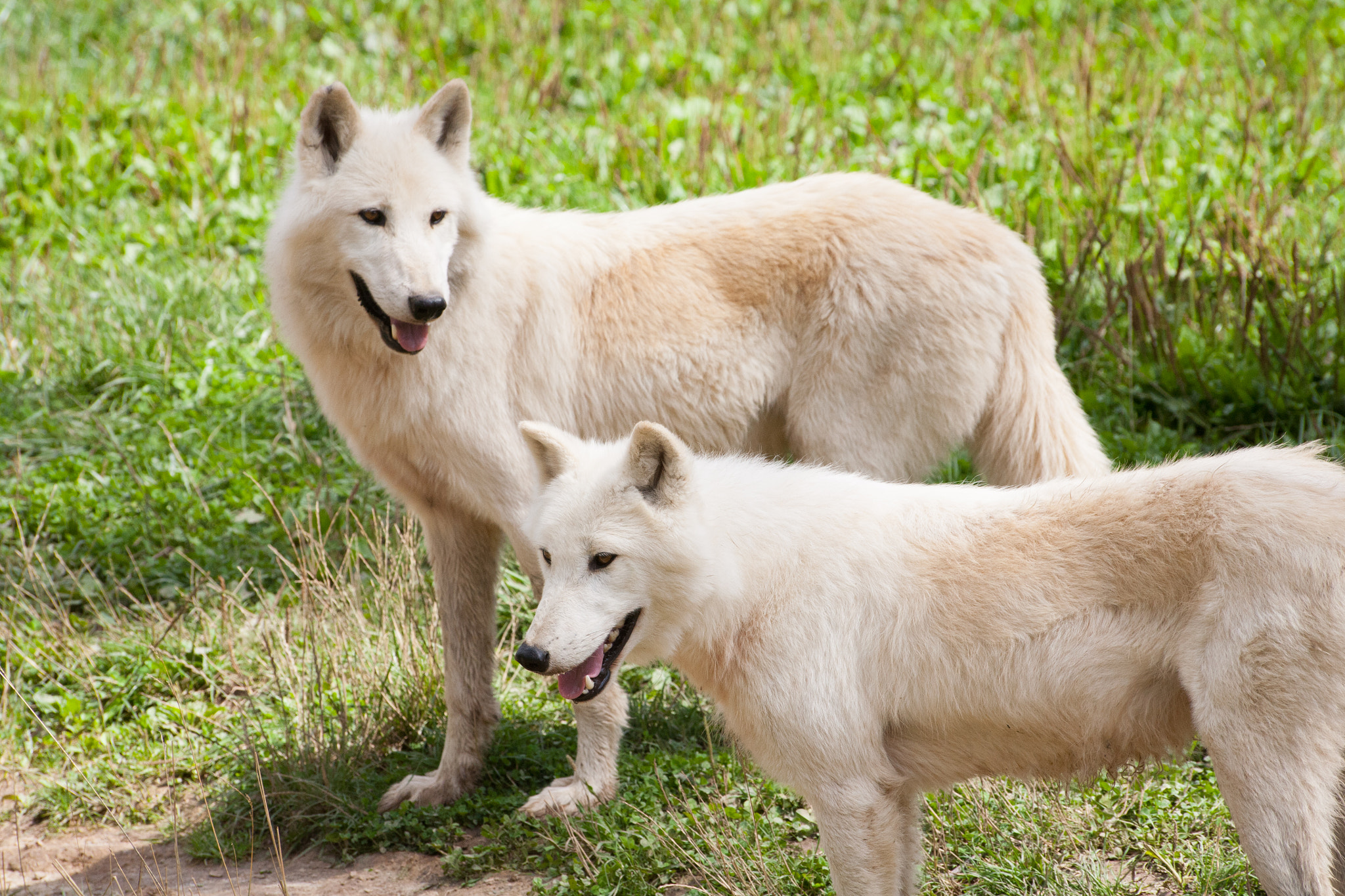 Sigma 70-300mm F4-5.6 APO DG Macro sample photo. Deux loups blancs photography