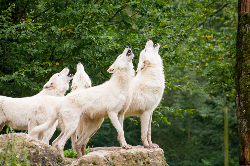 Wolf Howling At The Moon | Why Do Wolves Howl at the Moon