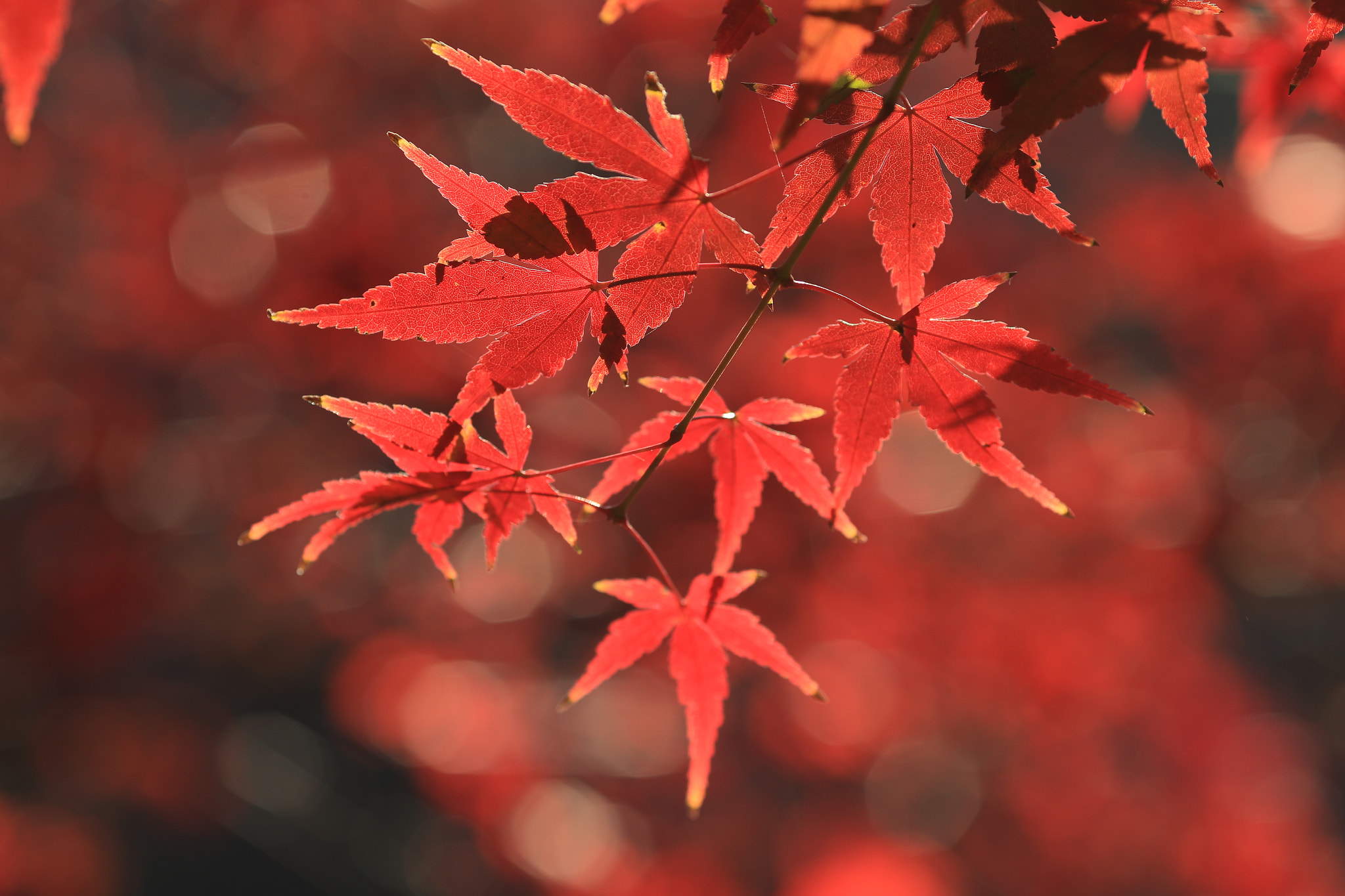 Canon EF 135mm F2L USM sample photo