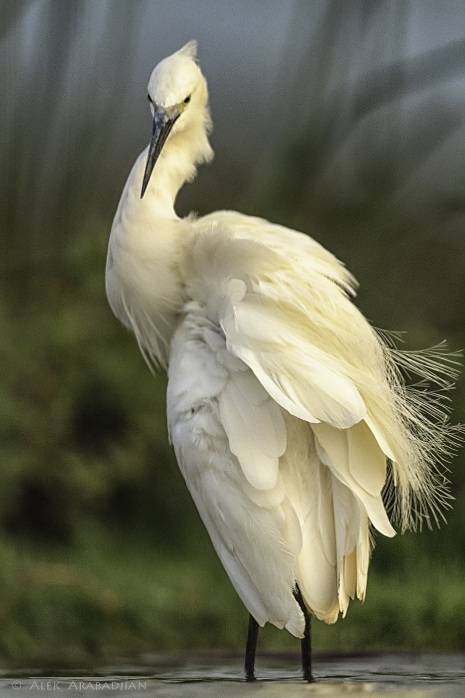 Nikon AF-S Nikkor 800mm F5.6E FL ED VR sample photo. White beauty photography