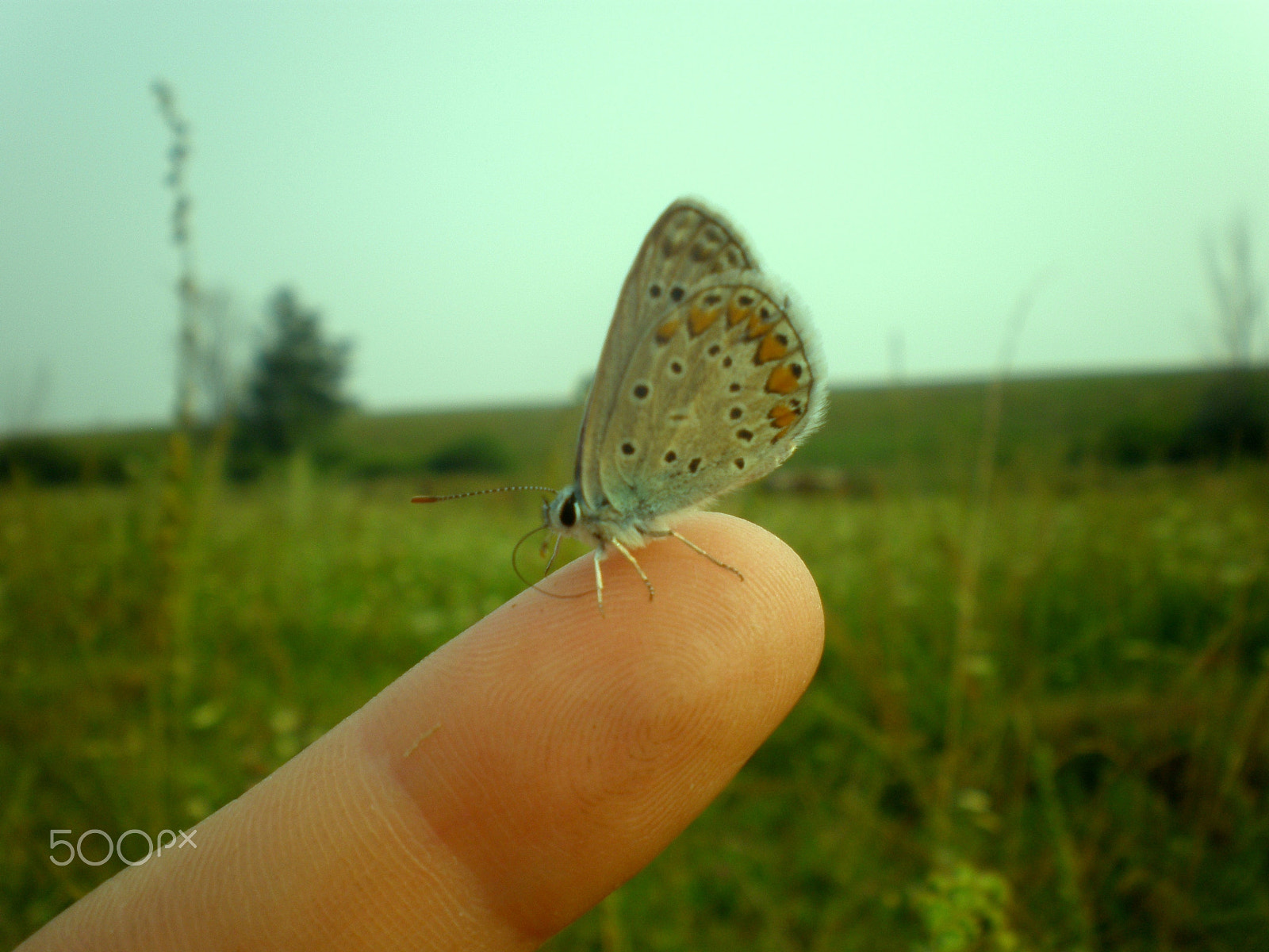 Olympus FE280,X820,C520 sample photo. Butterfly photography
