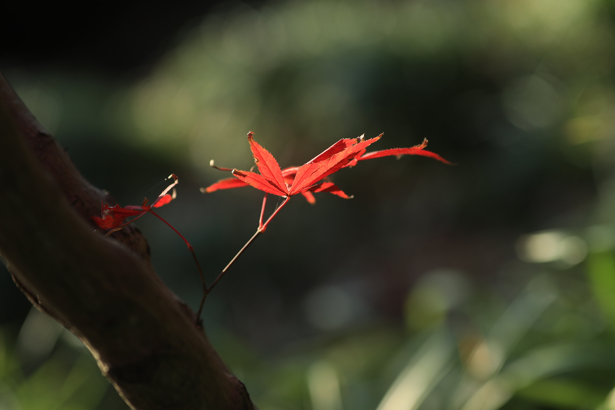 Canon EF 135mm F2L USM sample photo
