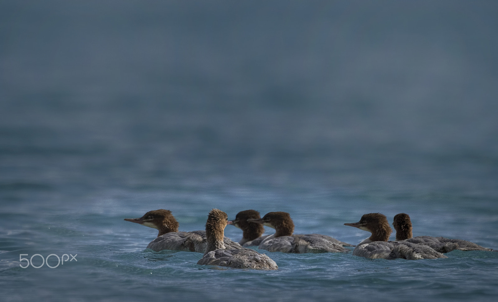 Nikon D810 + Nikon AF-S Nikkor 500mm F4G ED VR sample photo. Common merganser photography