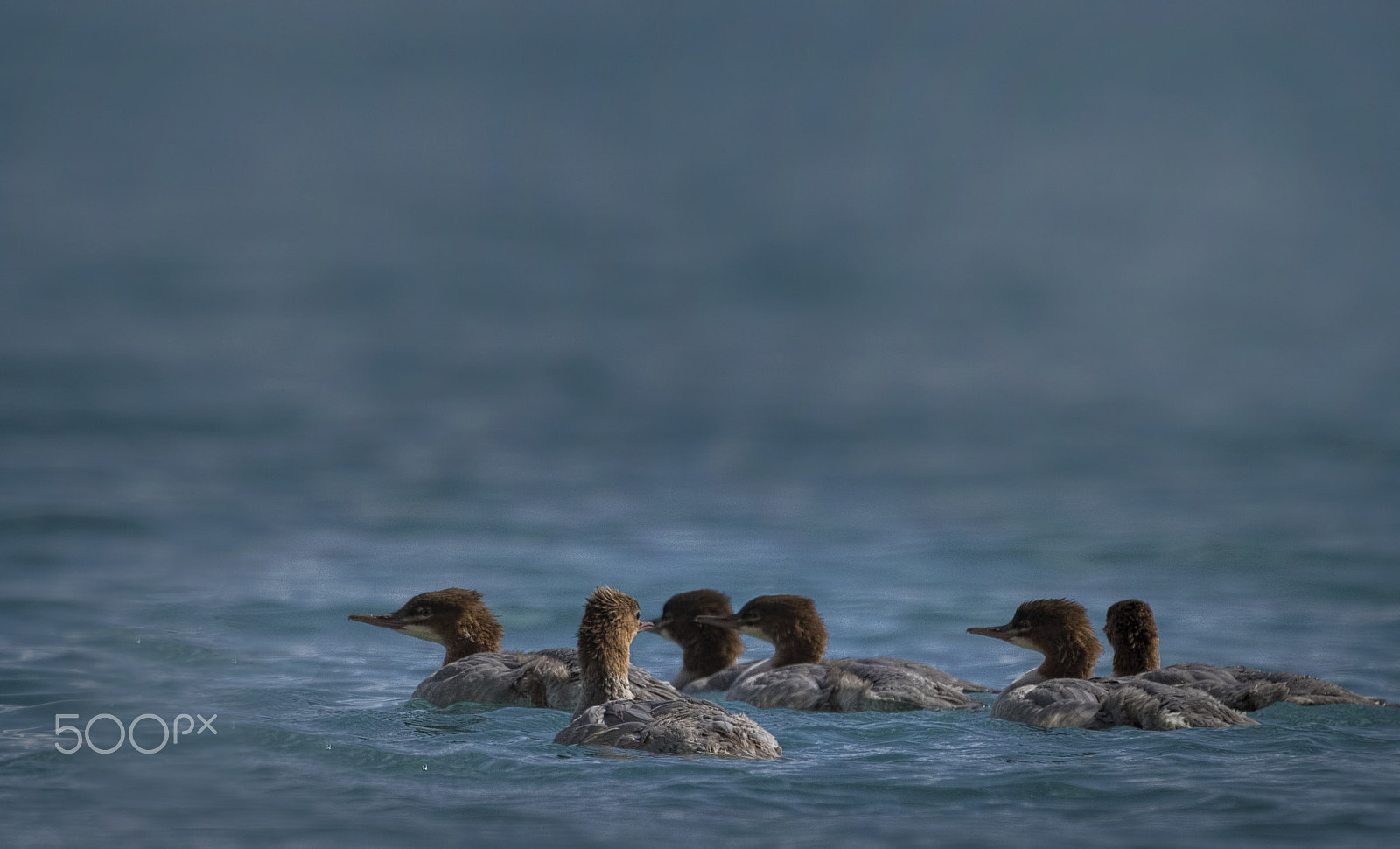 Nikon D810 + Nikon AF-S Nikkor 500mm F4G ED VR sample photo. Common merganser photography