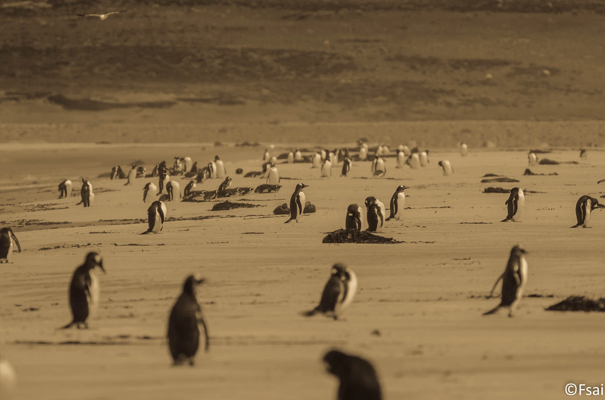 Pentax K-5 sample photo. Falkland islands (4) photography