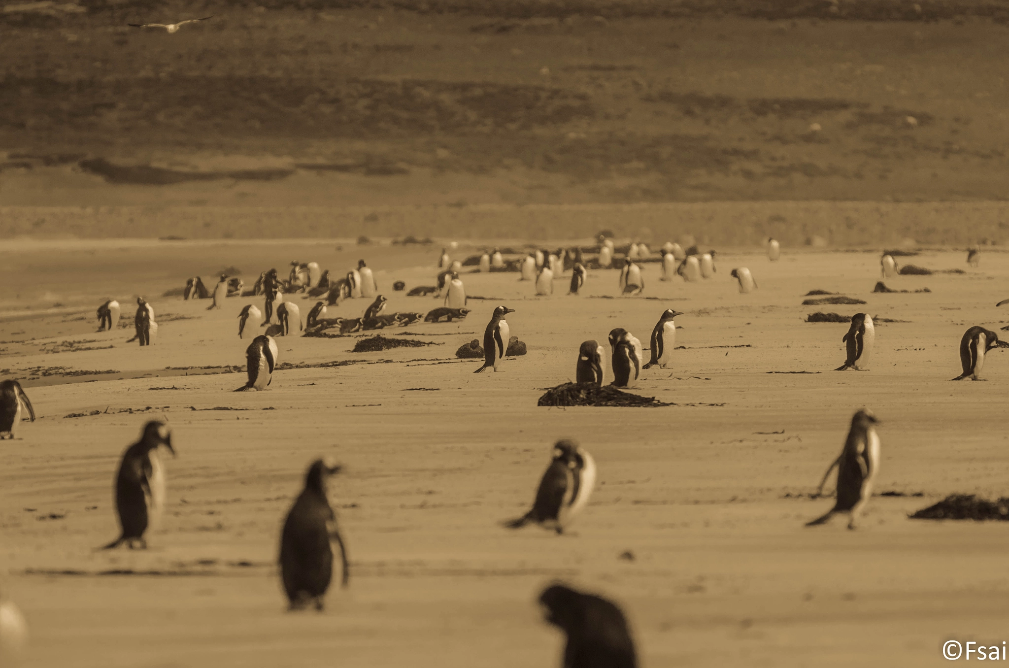 Pentax smc DA* 300mm F4.0 ED (IF) SDM sample photo. Falkland islands (4) photography