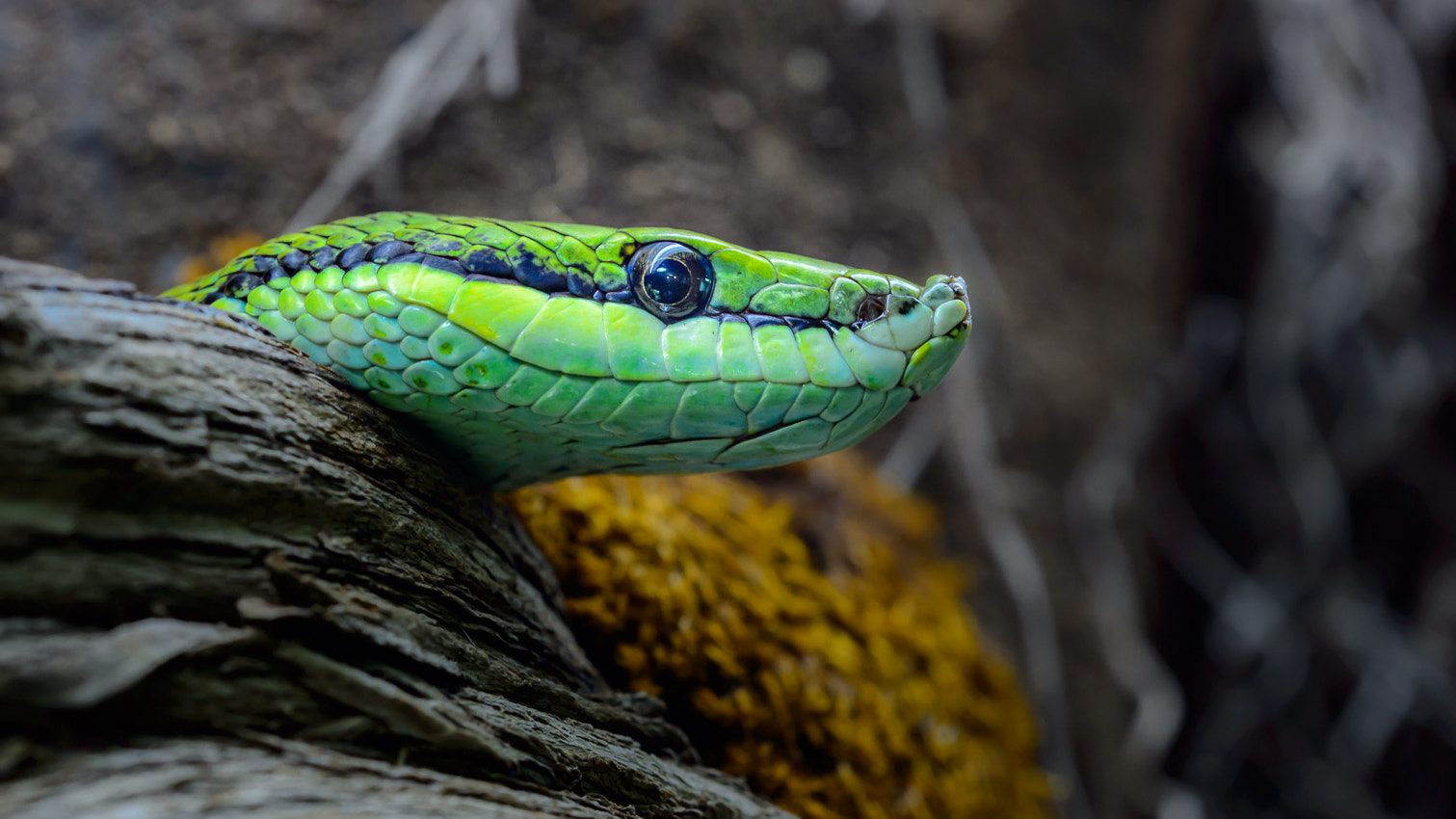 Sigma 150mm F2.8 EX DG OS Macro HSM sample photo. Philodryas baroni photography