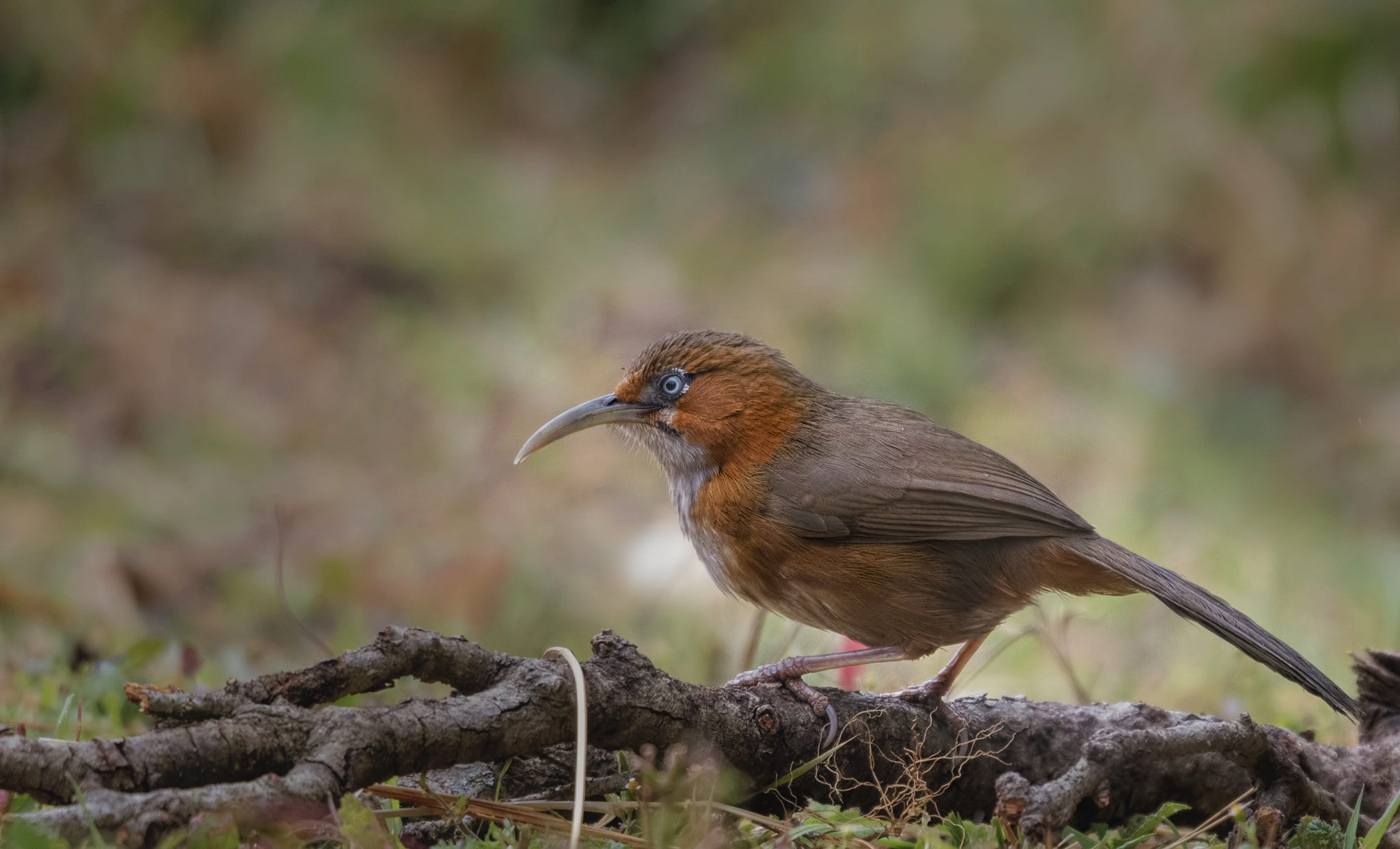 Nikon D750 + Nikon AF-S Nikkor 500mm F4G ED VR sample photo. Rusty-cheeked scimitar babbler photography