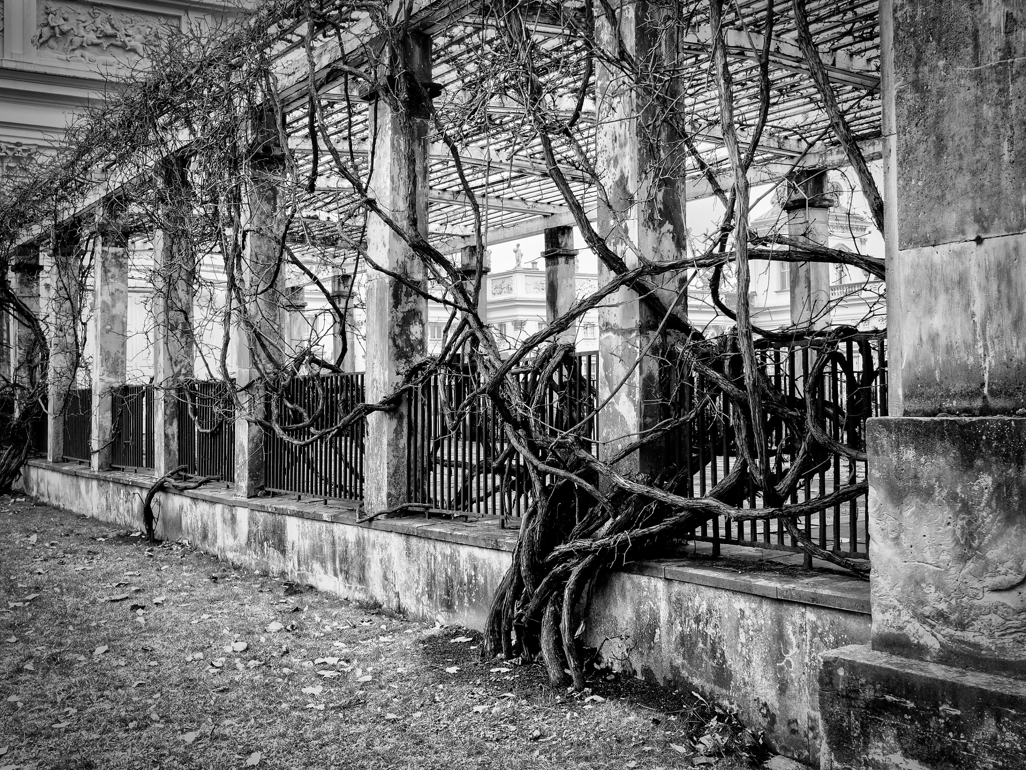 Panasonic Lumix DMC-GX7 + LUMIX G 20/F1.7 II sample photo. Branches photography