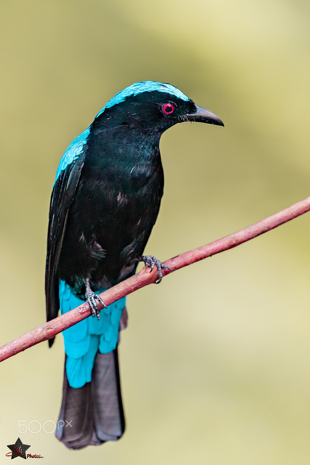 Nikon AF-S Nikkor 600mm F4E FL ED VR sample photo. Fairy bluebird photography