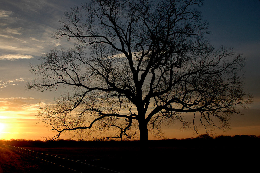 Nikon D70s sample photo. Texas sunrise photography