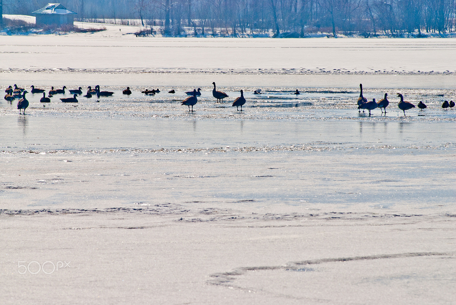 Nikon D200 + AF Zoom-Nikkor 80-200mm f/2.8 ED sample photo. Frozen creve coeur lake with ducks photography