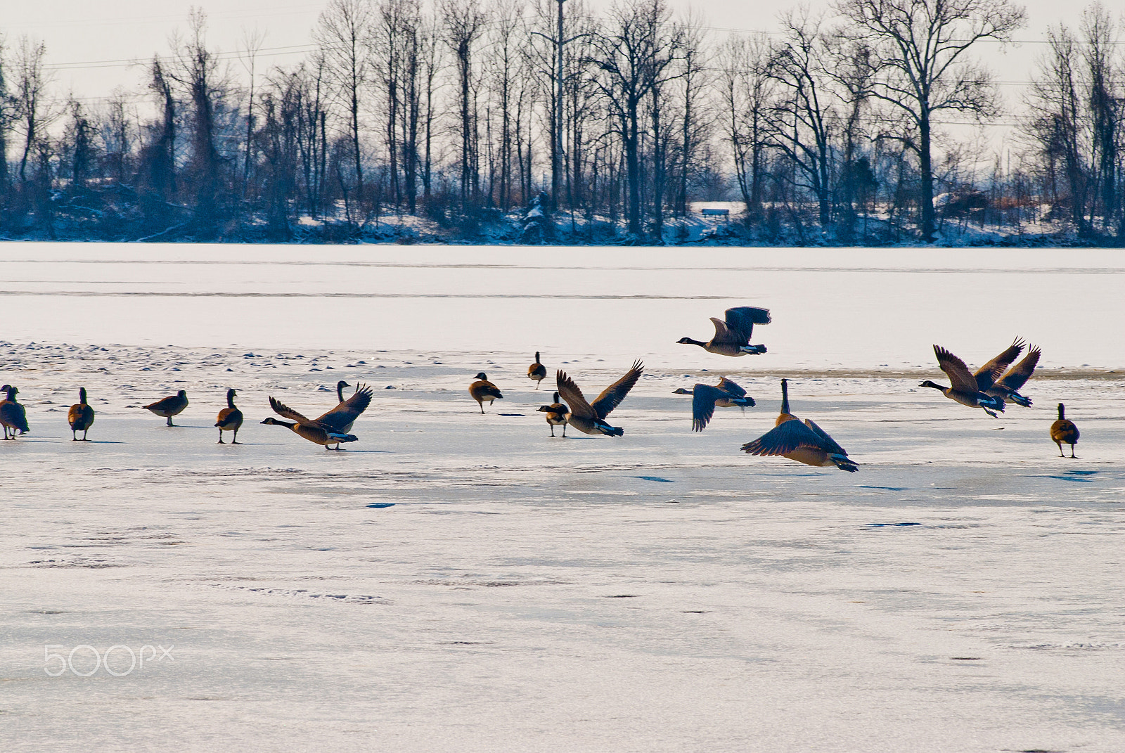 AF Zoom-Nikkor 80-200mm f/2.8 ED sample photo. Frozen creve coeur lake with ducks photography