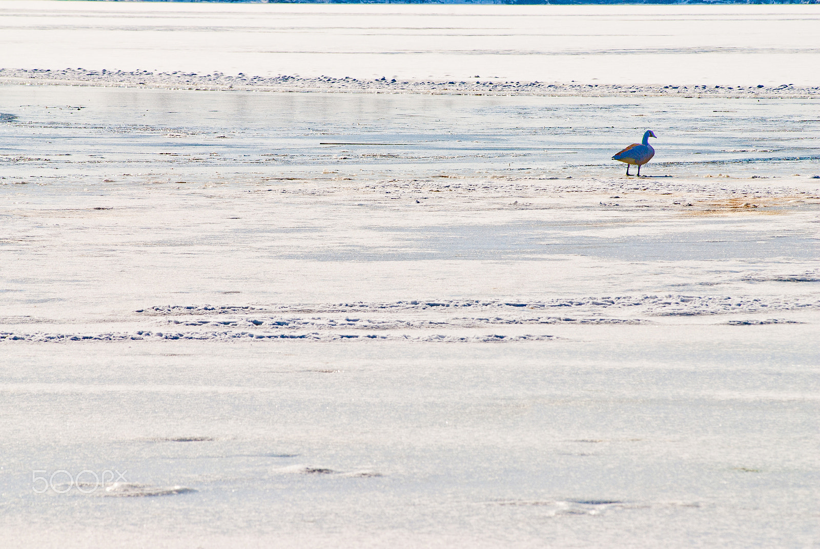 Nikon D200 sample photo. Lone duck on frozen creve coeur lake photography