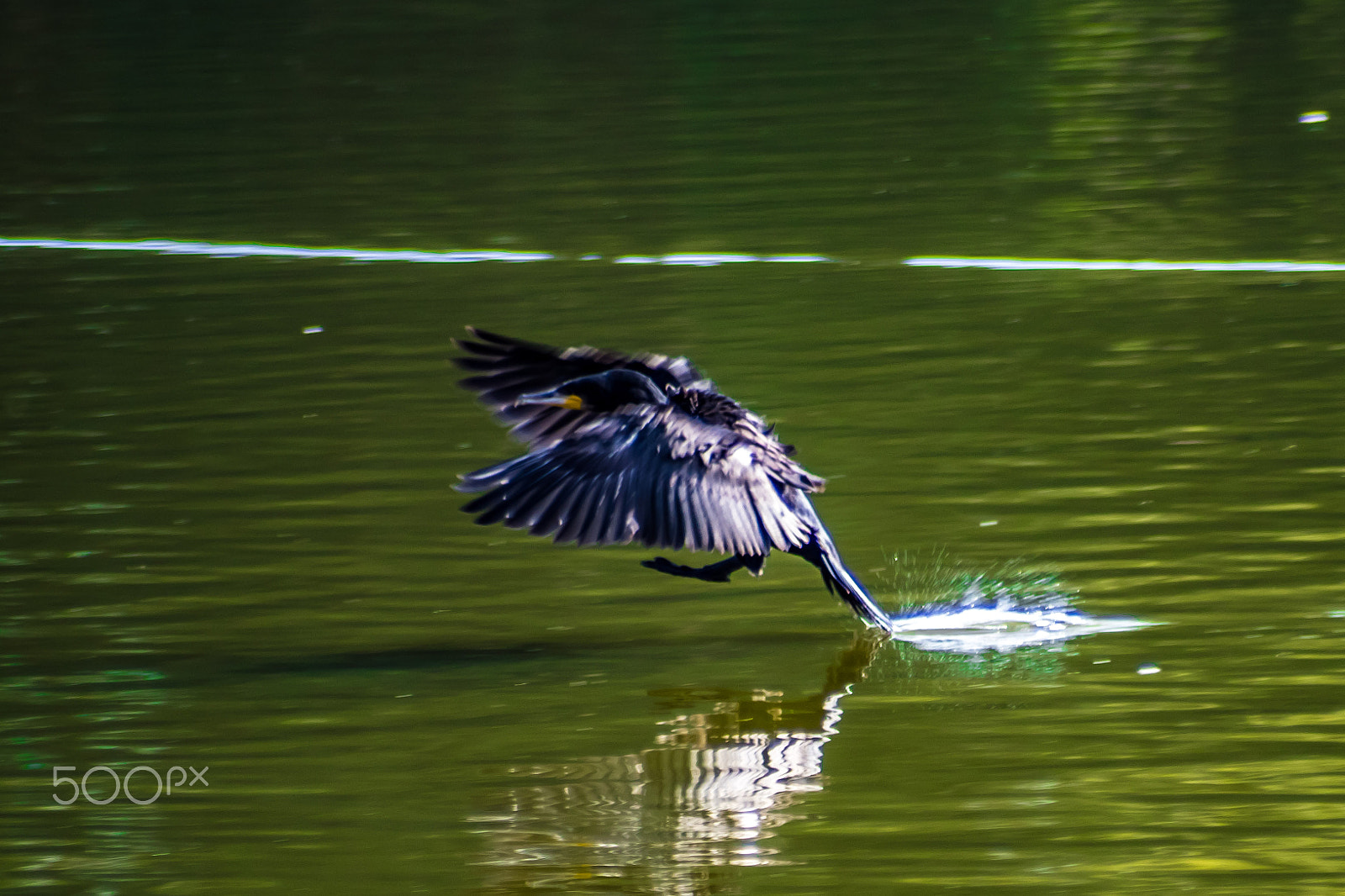 Pentax K-S2 + Cosina AF 100-300mm F5.6-6.7 sample photo