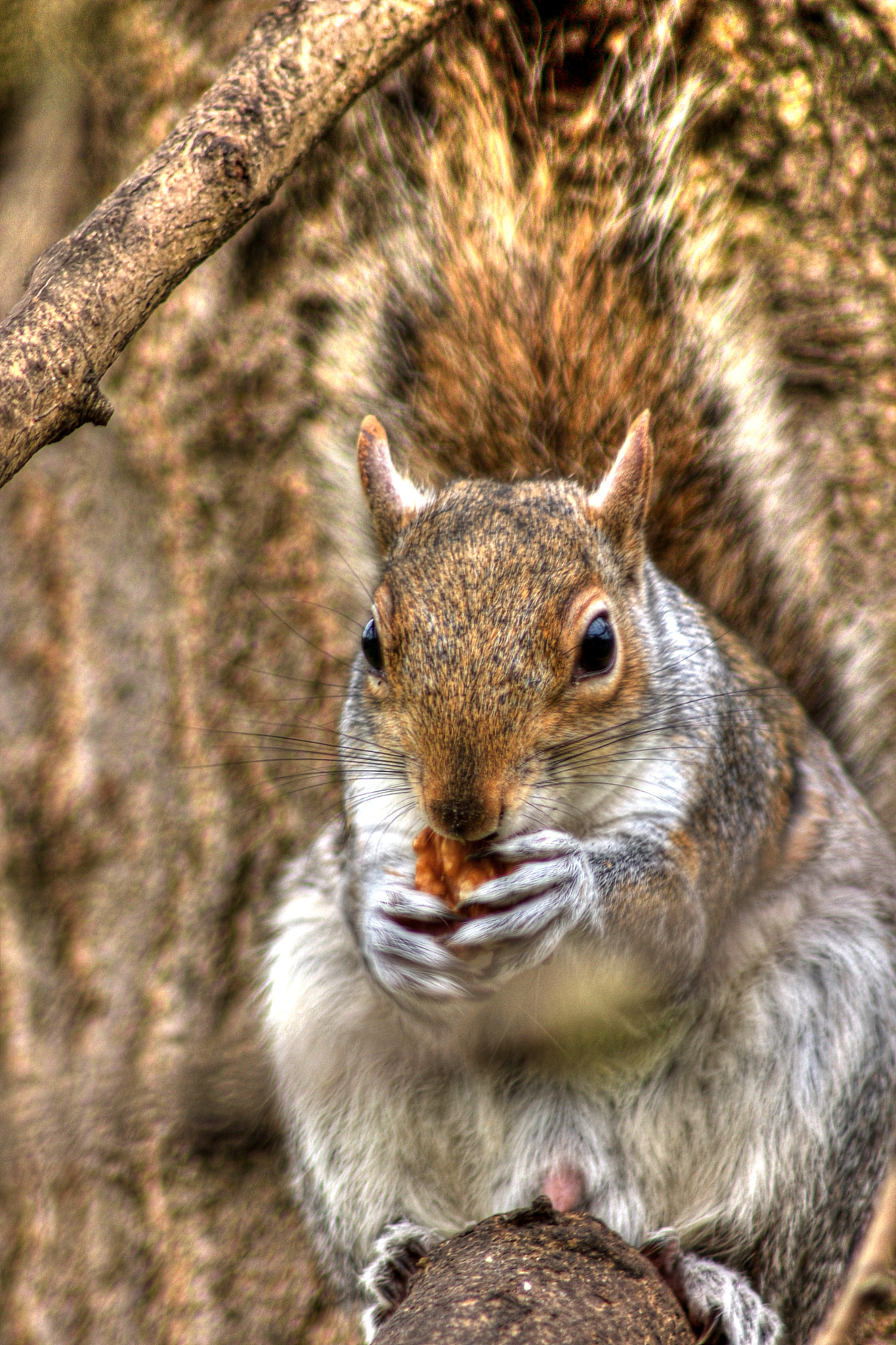 Canon EOS 60D + Tamron AF 70-300mm F4-5.6 Di LD Macro sample photo. Squirrel photography