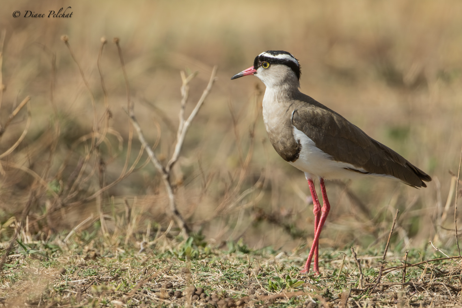 Canon EOS 7D Mark II + Canon EF 300mm F2.8L IS II USM sample photo. Crowned lapwing photography