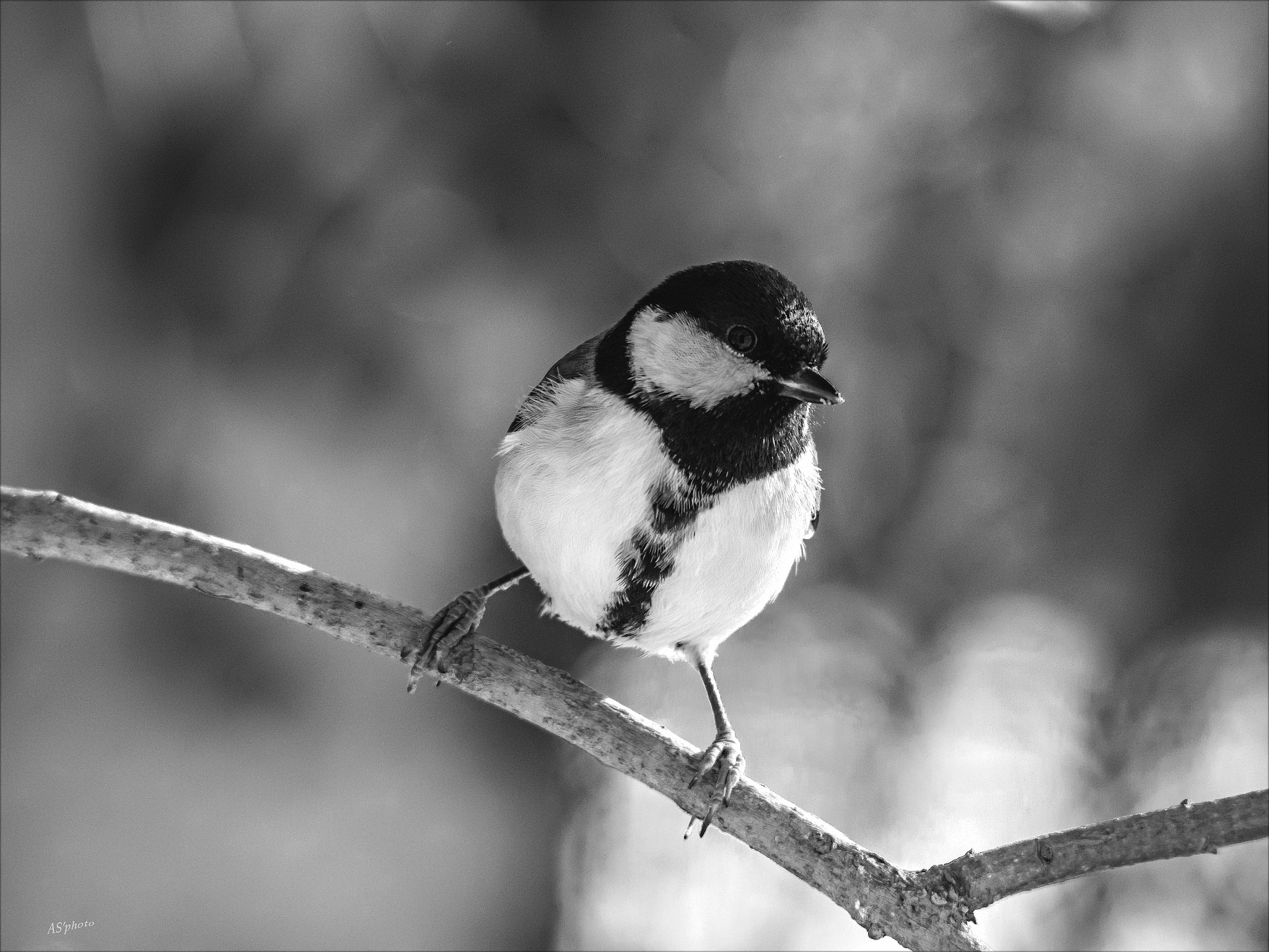 Olympus OM-D E-M1 sample photo. The b&w tit photography