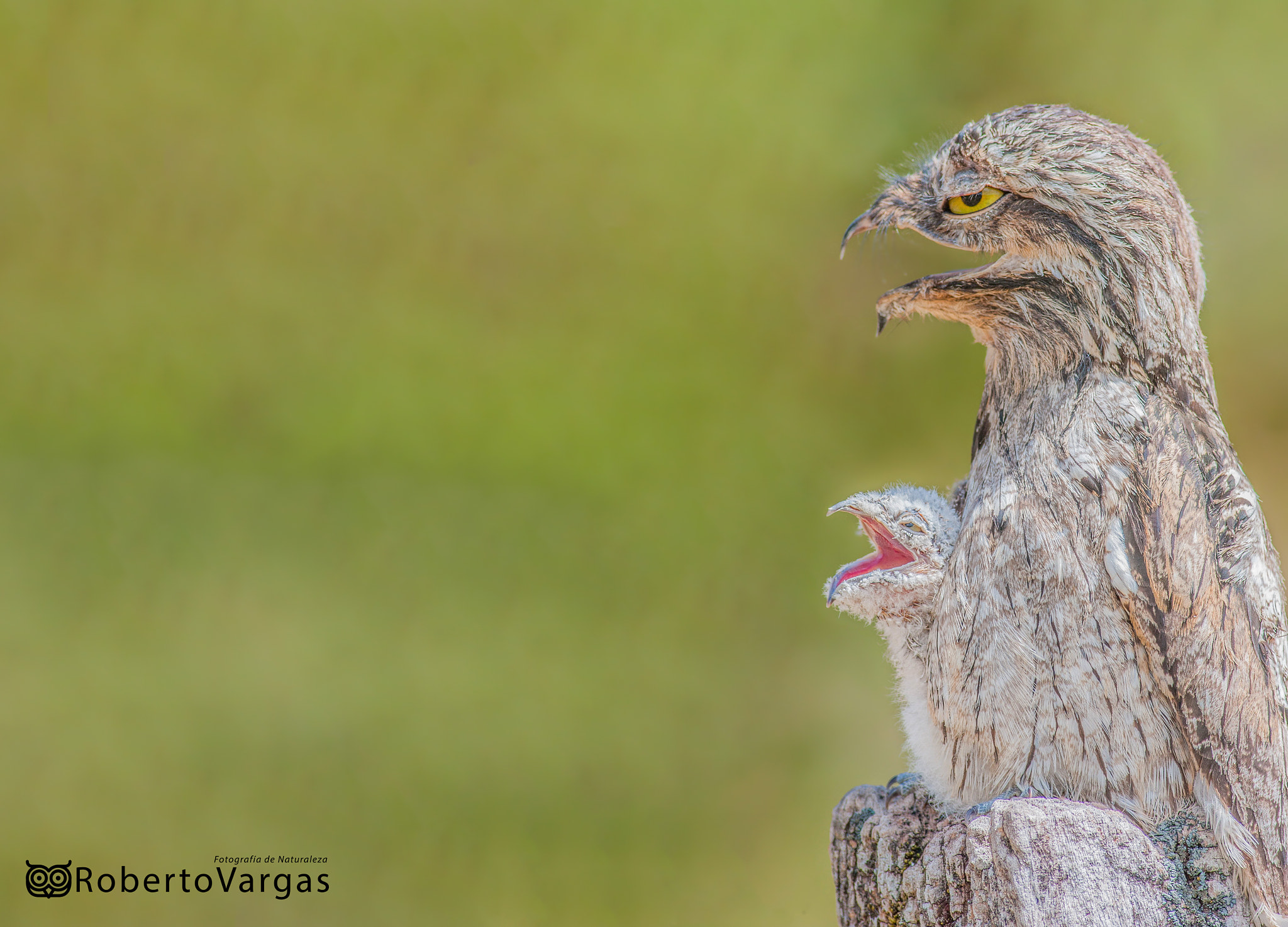 Canon EOS 40D + Canon EF 400mm F5.6L USM sample photo. Nyctibius griseus / pajaro estaca común / common potoo photography