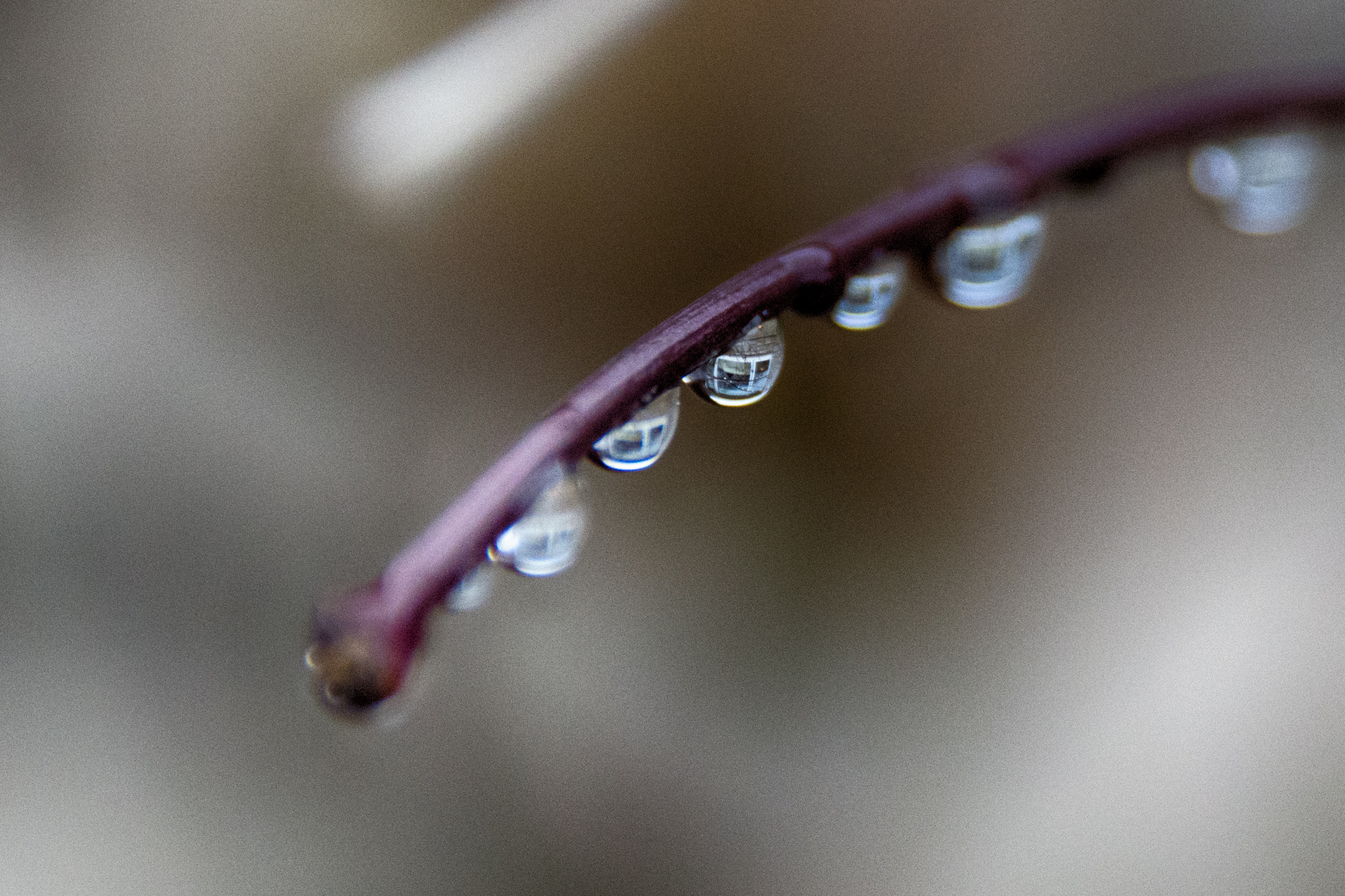 Sigma 18-250mm F3.5-6.3 DC Macro OS HSM sample photo. Faerie windows... photography