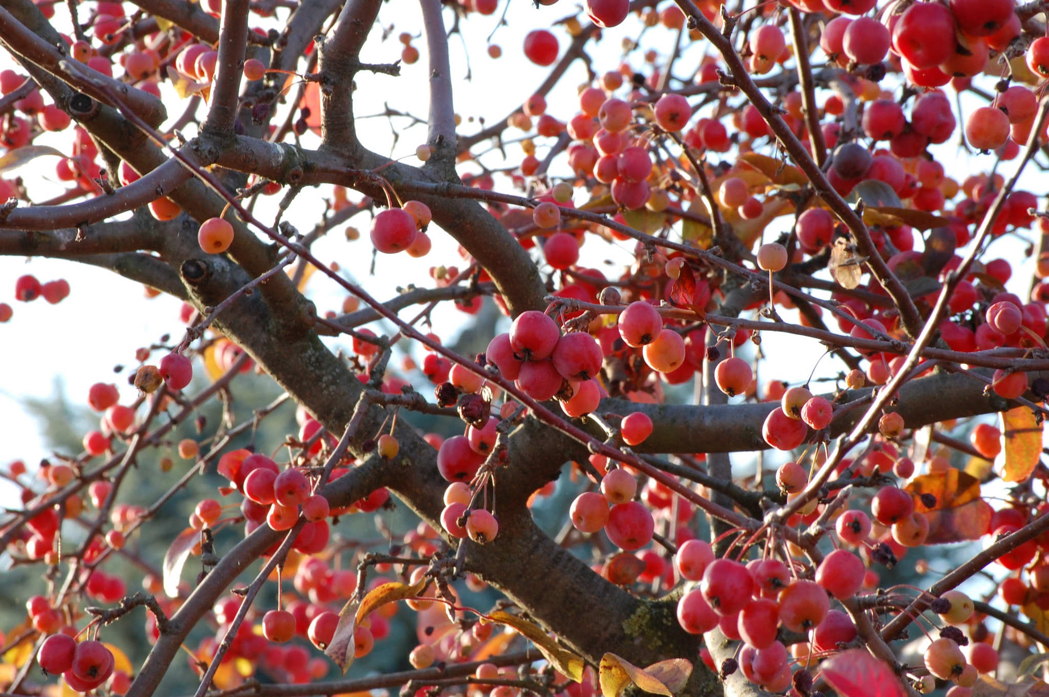 Nikon D40 sample photo. Dsc_0007.jpg photography
