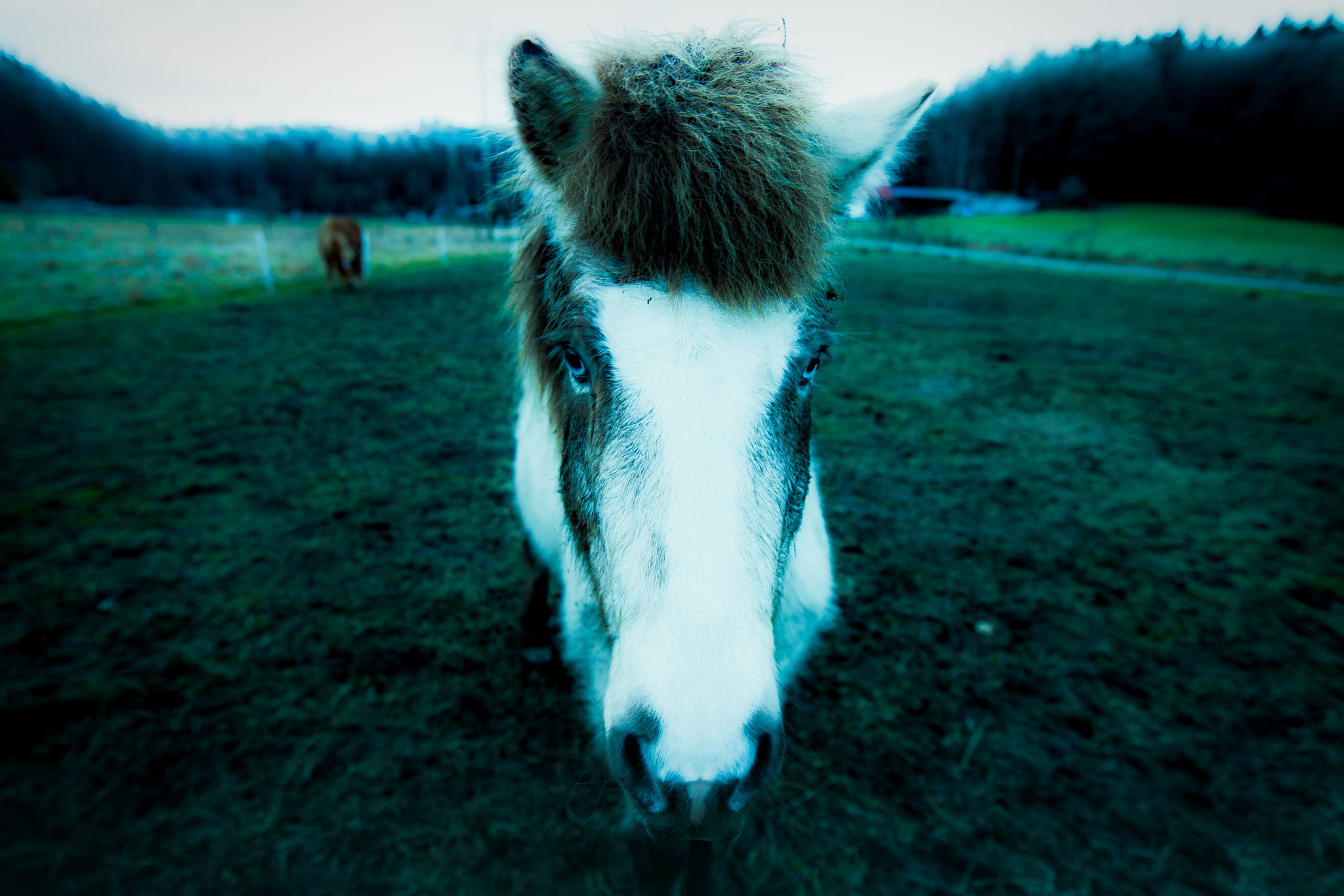 Canon EF 300mm f/2.8L sample photo. Make friends photography